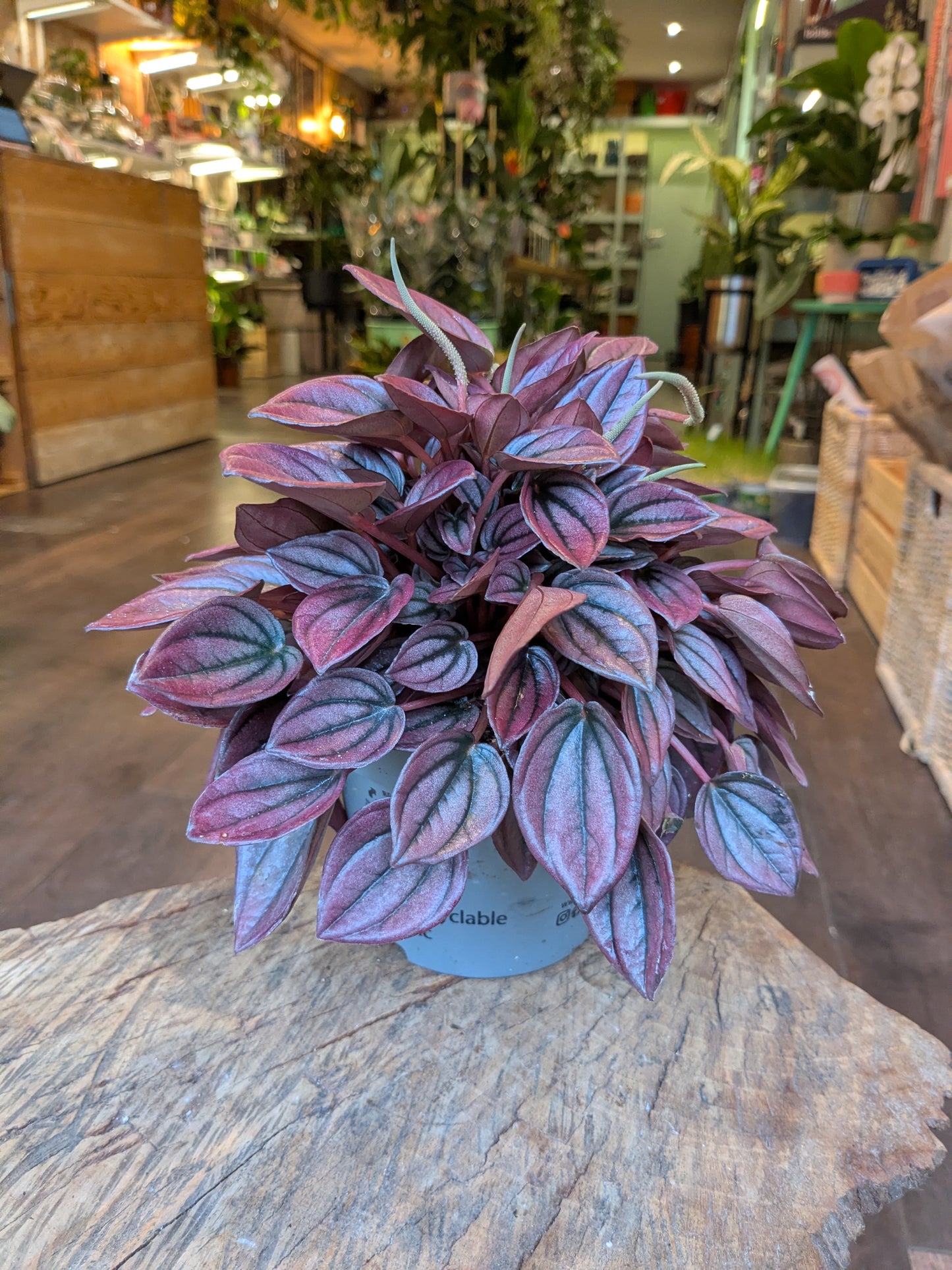 Purple leafed plant in a pot on a stone surface with a store interior in the background