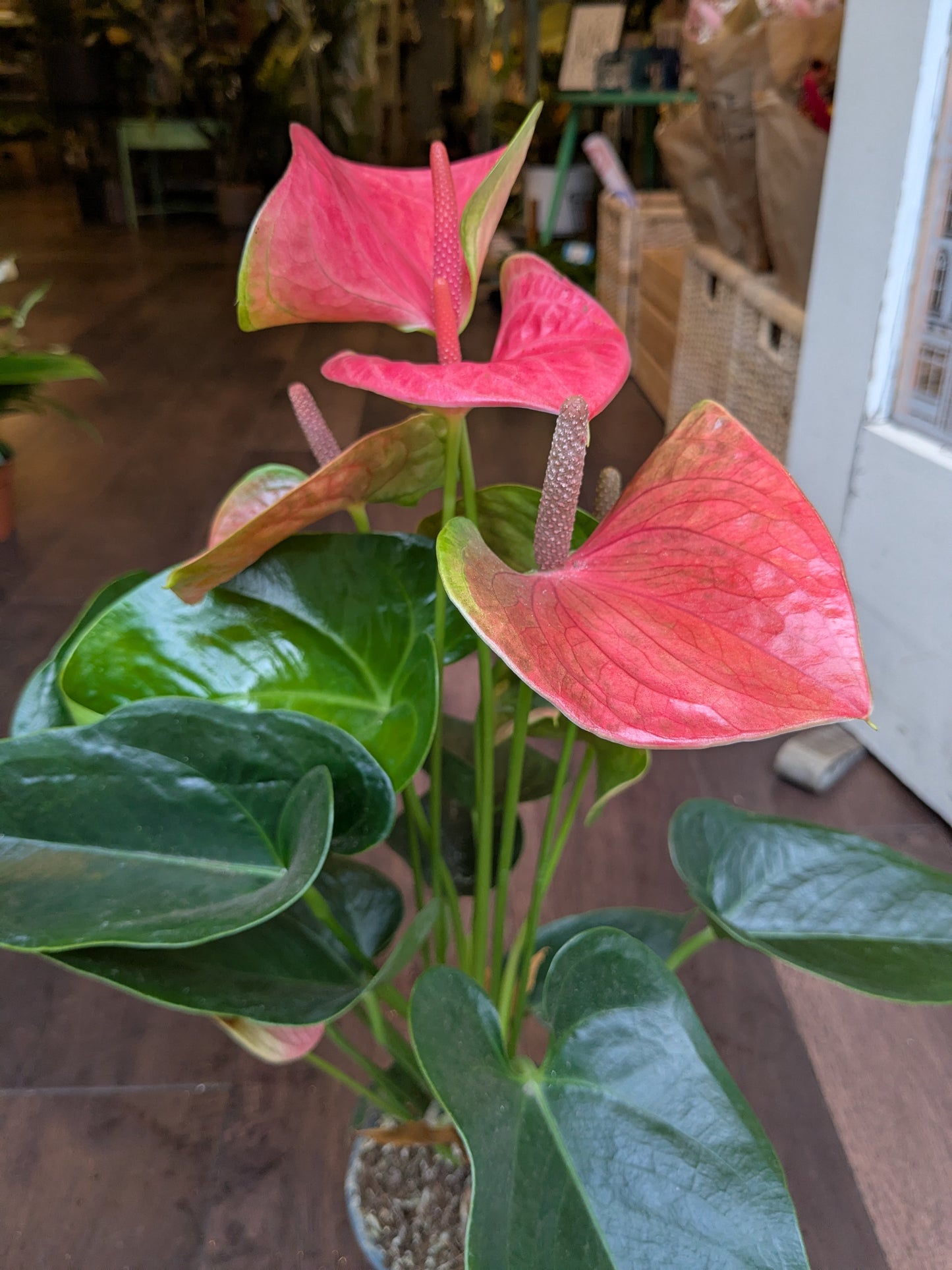 Pink Anthurium plant with green leaves indoors