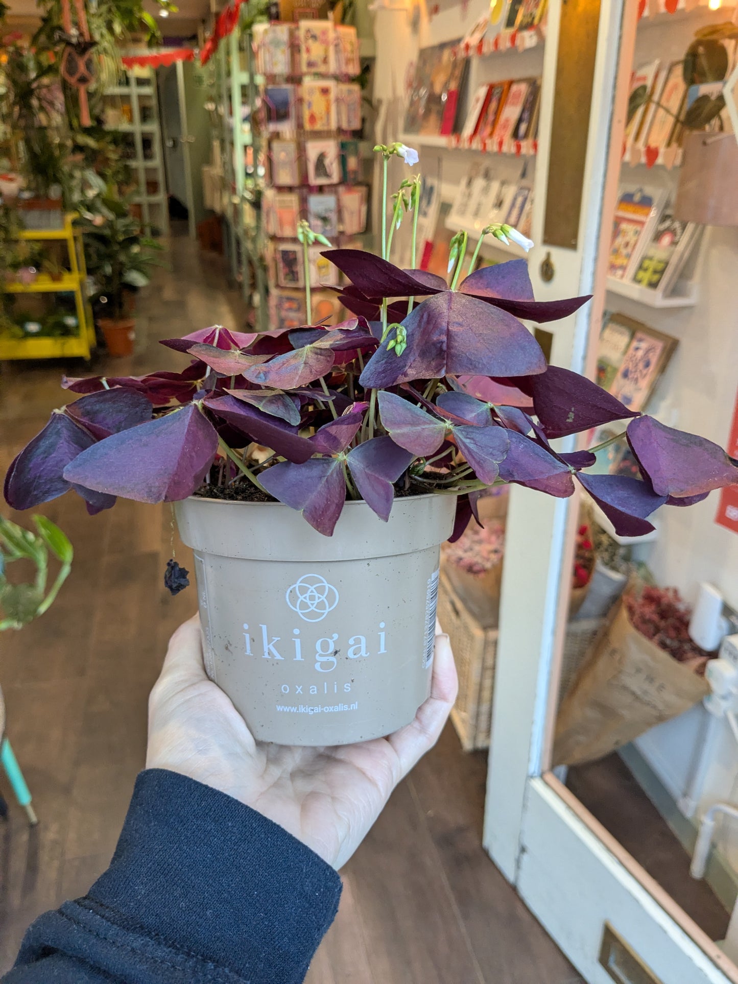 Hand holding a potted plant labeled 'ikigai' in an indoor setting with shelves in the background.