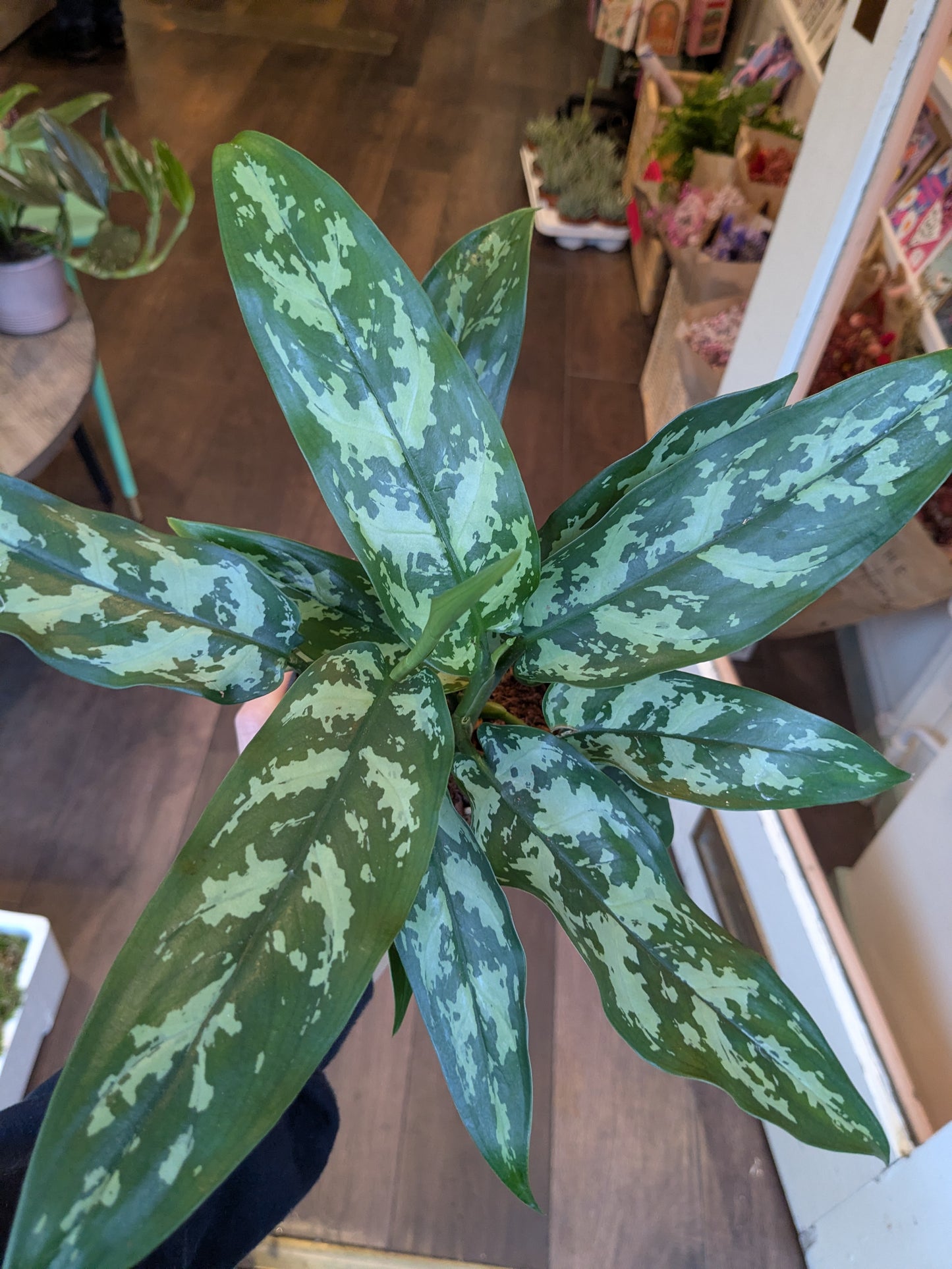 Variegated green and white plant in a home setting with wooden floor and other plants.