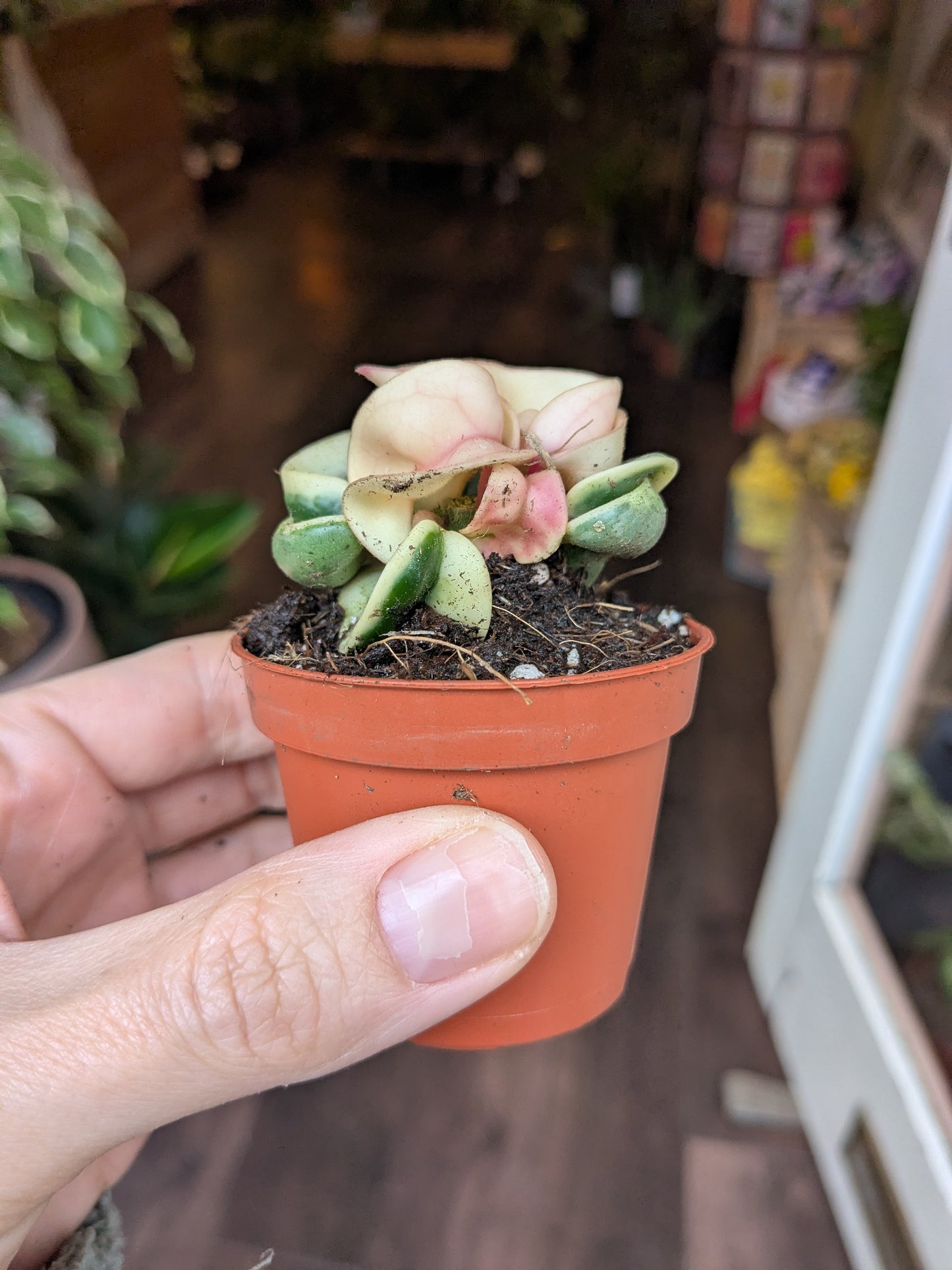 Hoya carnosa 'Compacta Variegata'