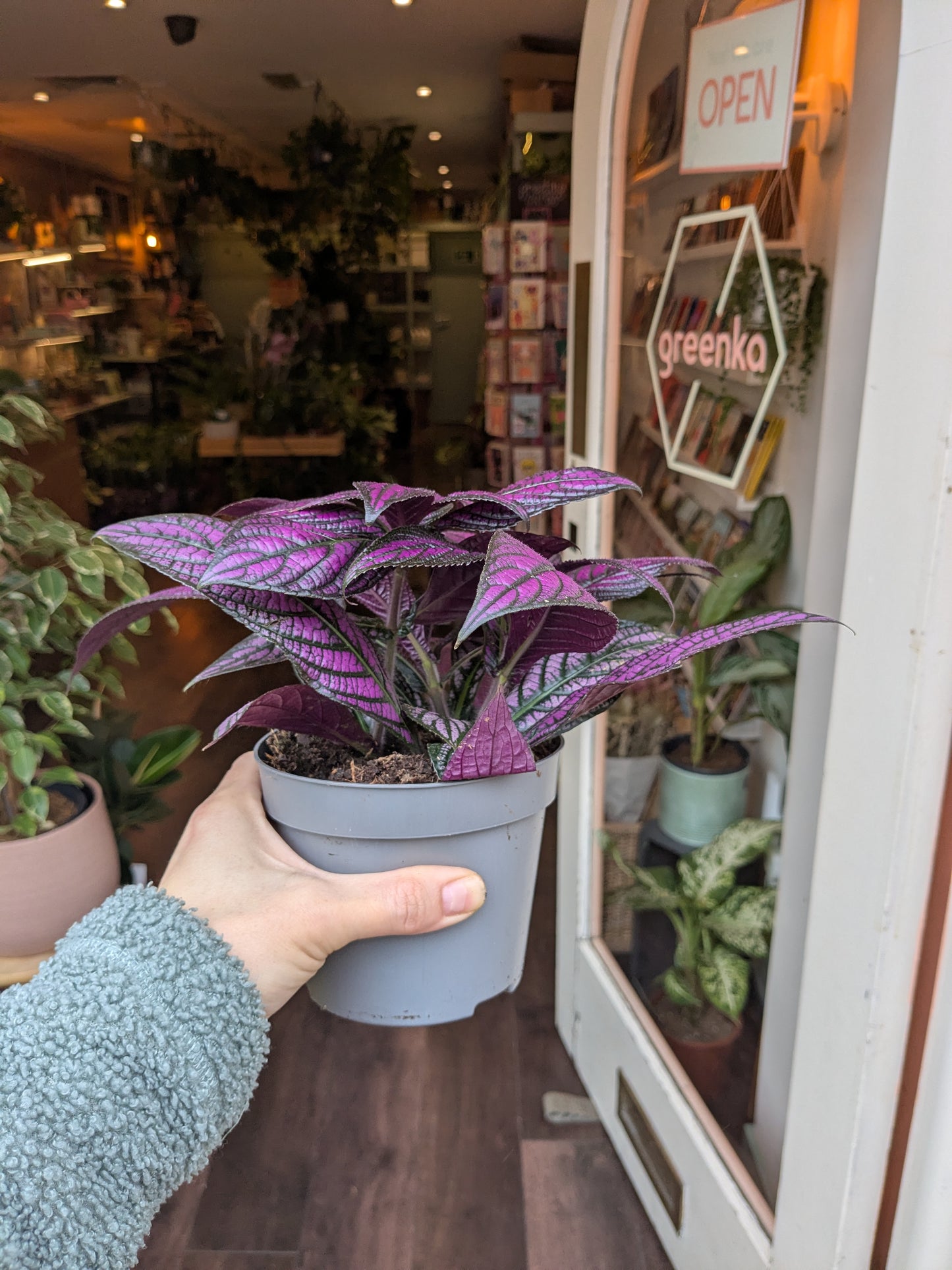 Person holding a potted plant with purple leaves in a store setting