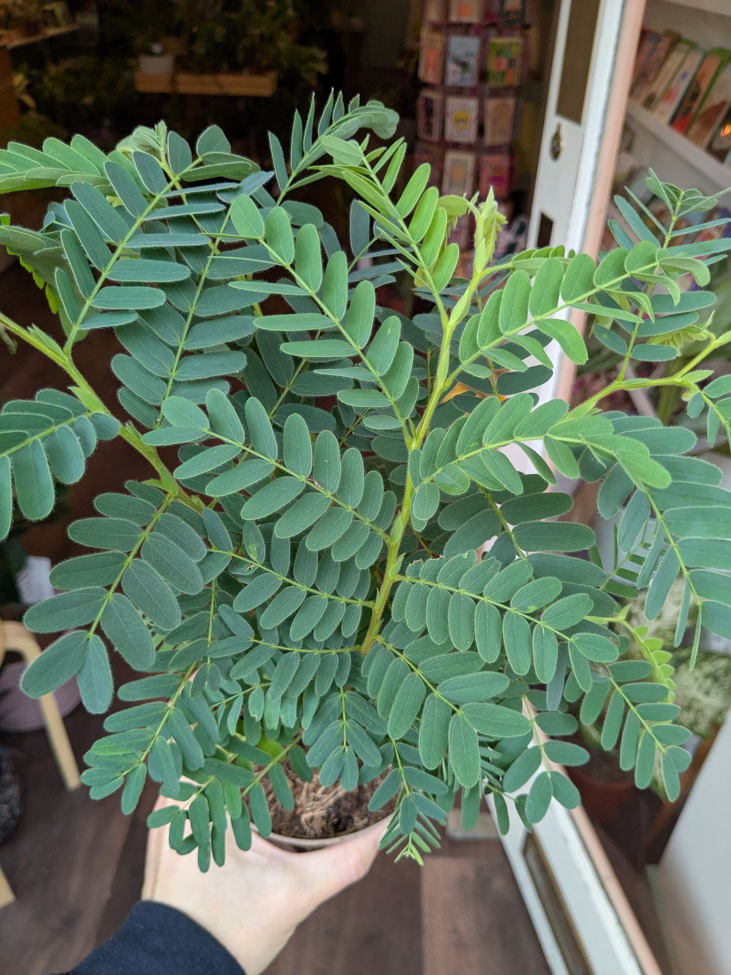 Green leafy plant held by a person indoors with blurred background
