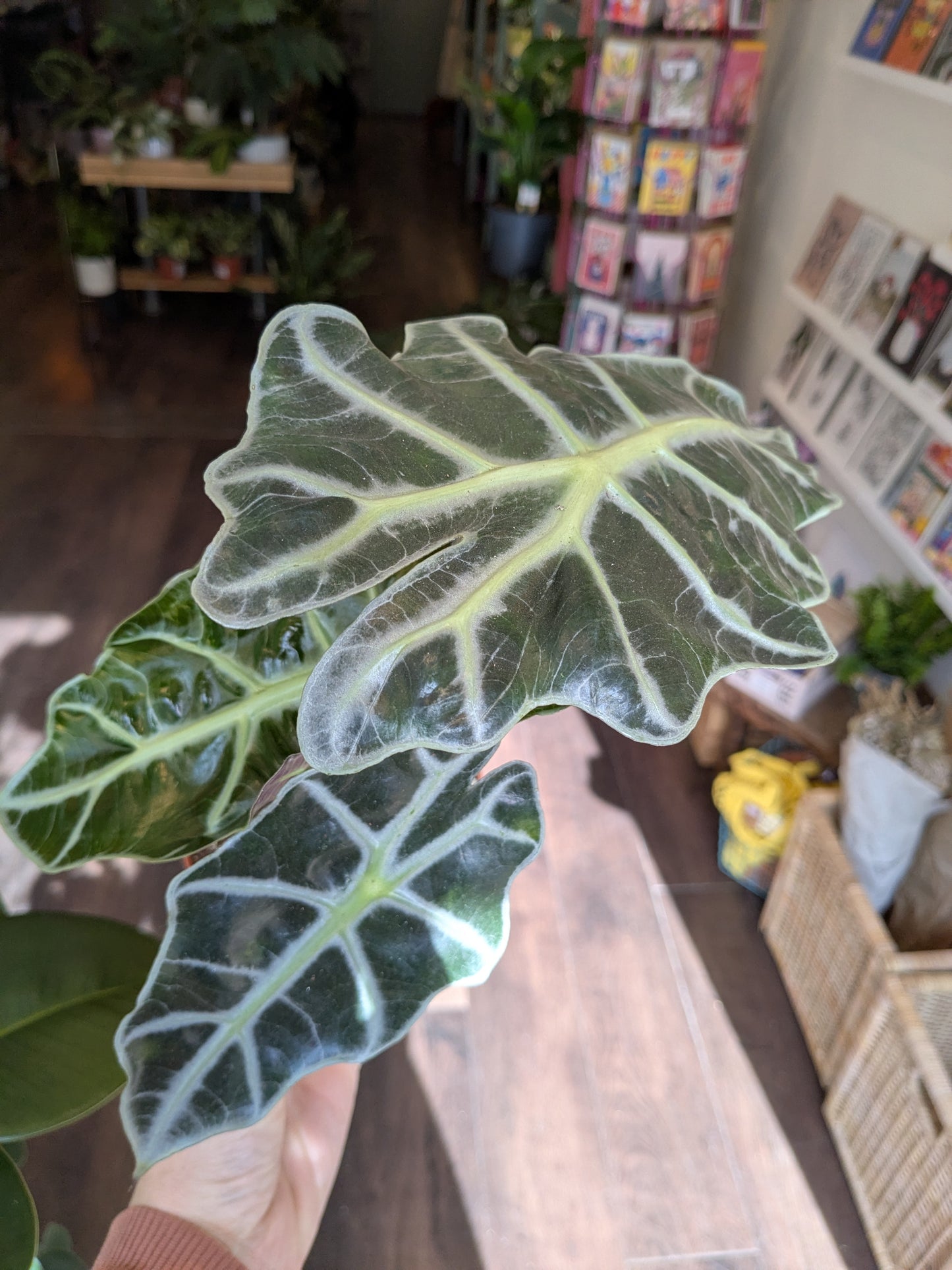 Large green leaf held up in a store setting with shelves and products in the background