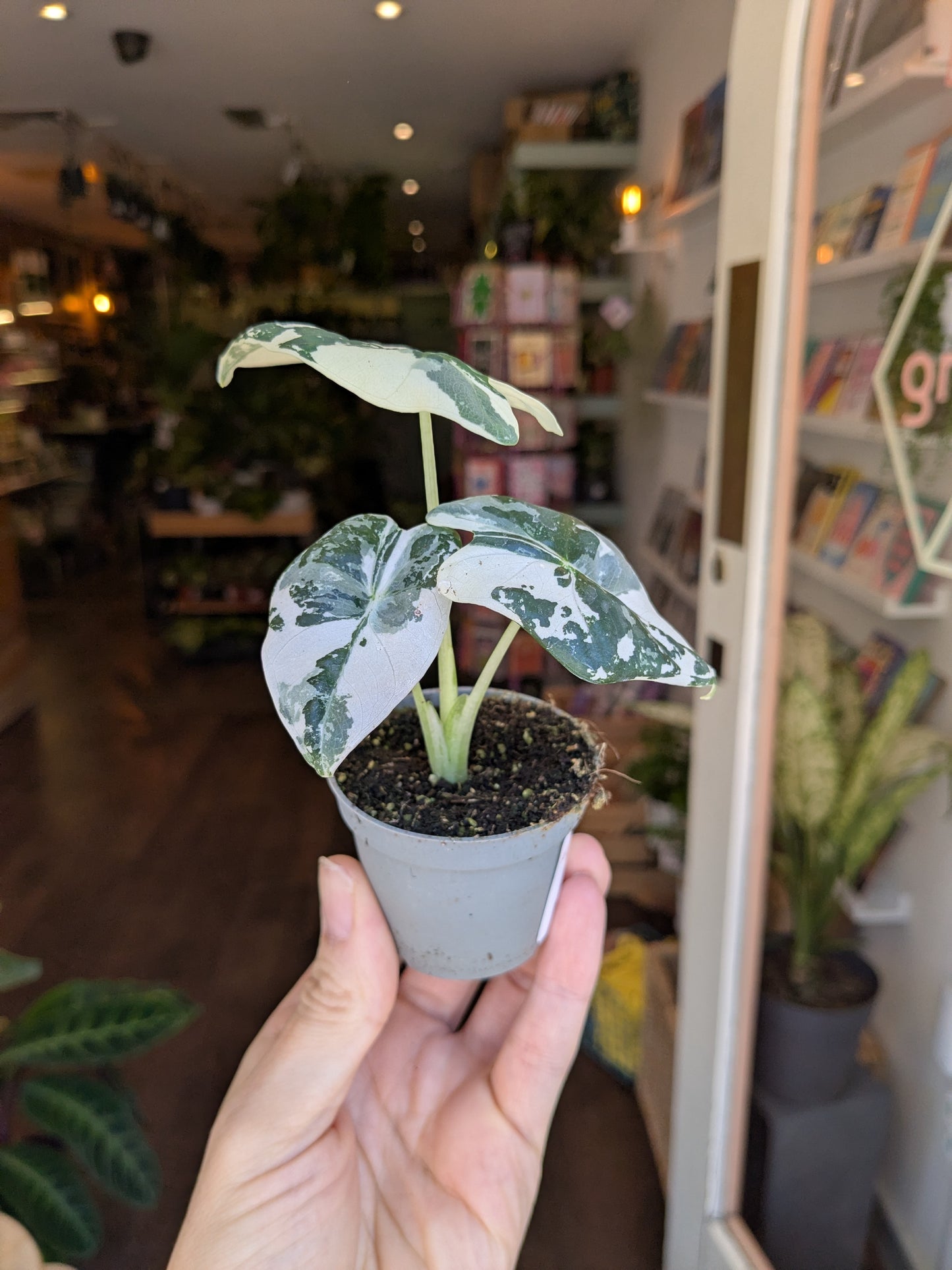 Small potted plant held in a hand with a blurred indoor setting in the background