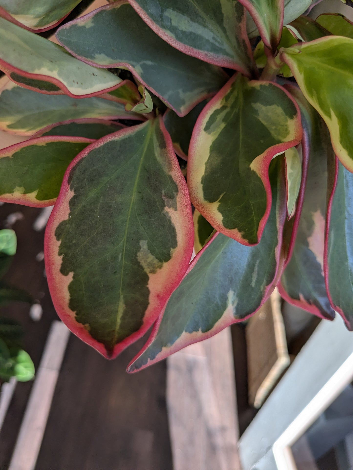 Variegated green and pink leaves with a blurred background