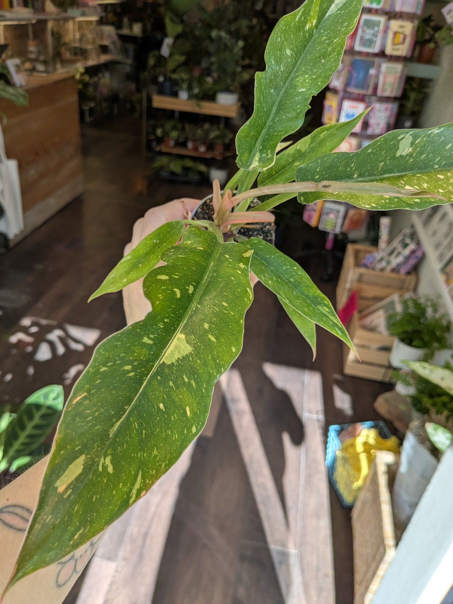 Philodendron Ring of Fire