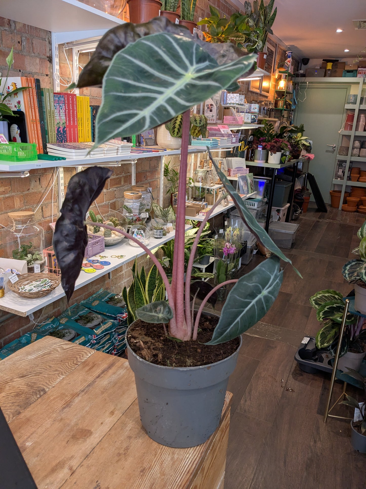 Potted plant on a wooden table with a store interior in the background