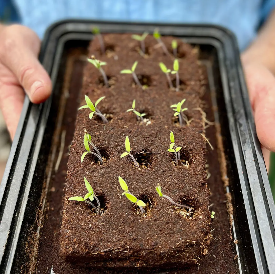 Seedlings in a tray held by hands, with a person wearing a blue shirt in the background.