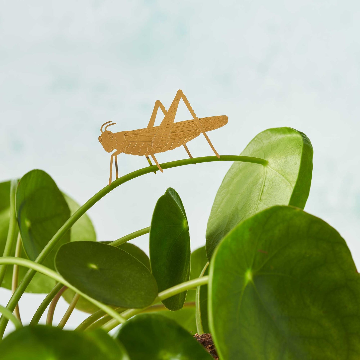 Grasshopper insect plant decoration