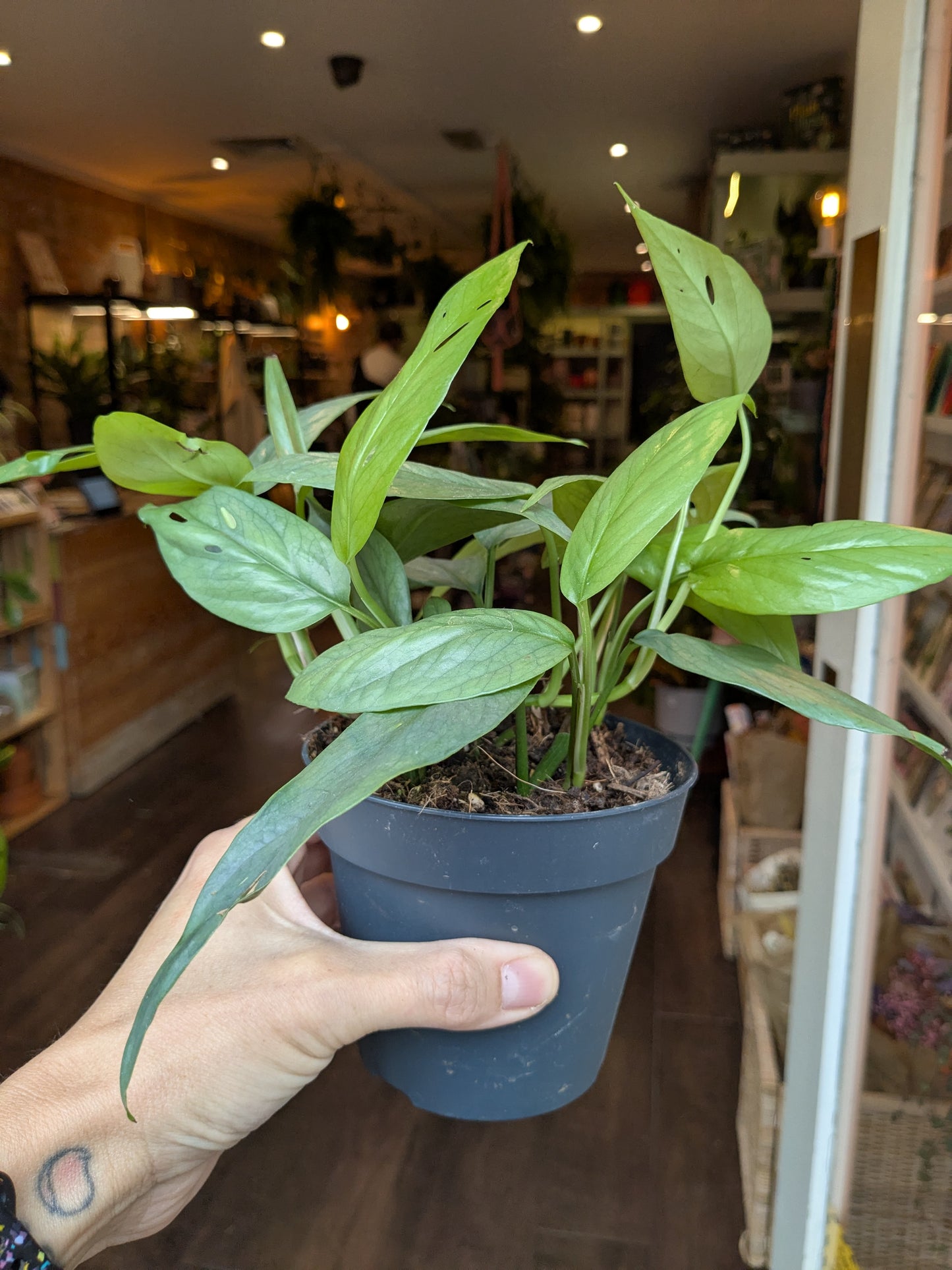 Person holding a potted plant in an indoor setting