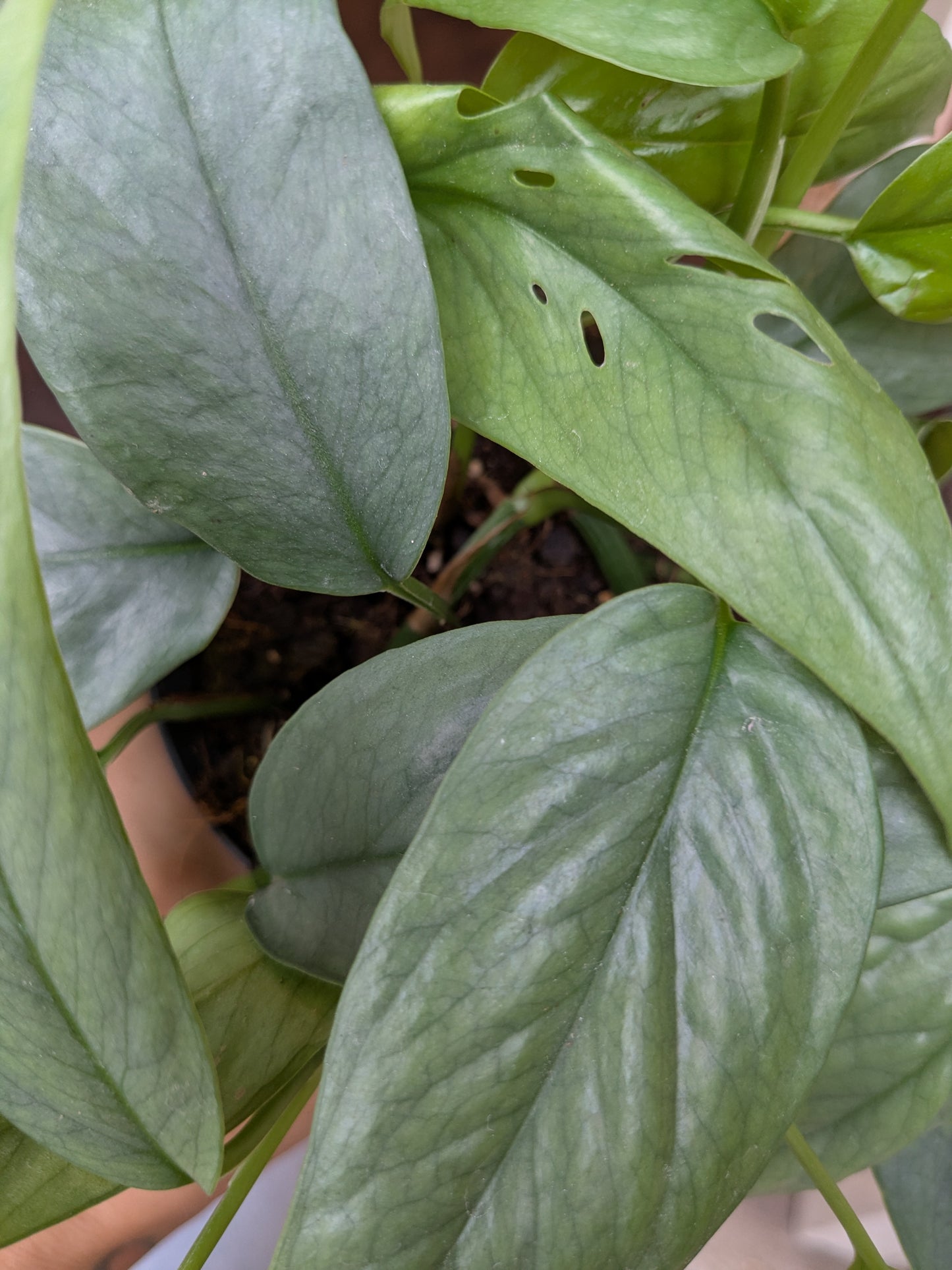 Close-up of a green leafy plant with a blurred background