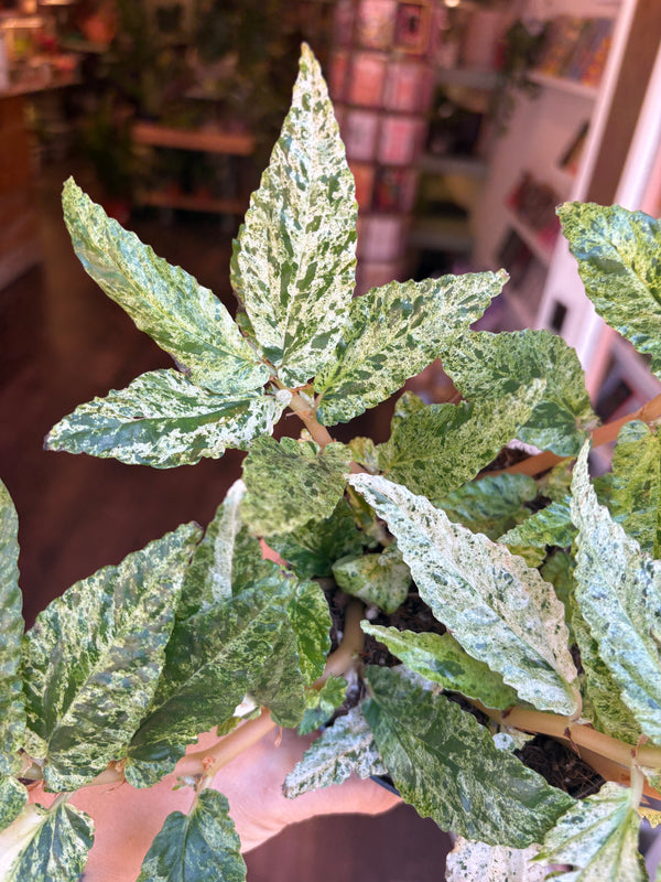 A close-up of a Trailing Watermelon Begonial, with mottled light green and white leaves. A hand is visible at the bottom holding the plant, and a blurred indoor shop or home environment is in the background.