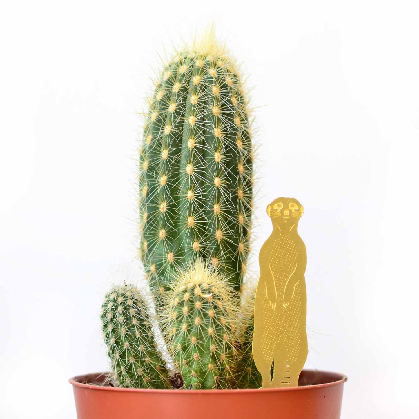 Cactus plant in a pot with a gold silhouette of a meerkat standing next to it on a white background