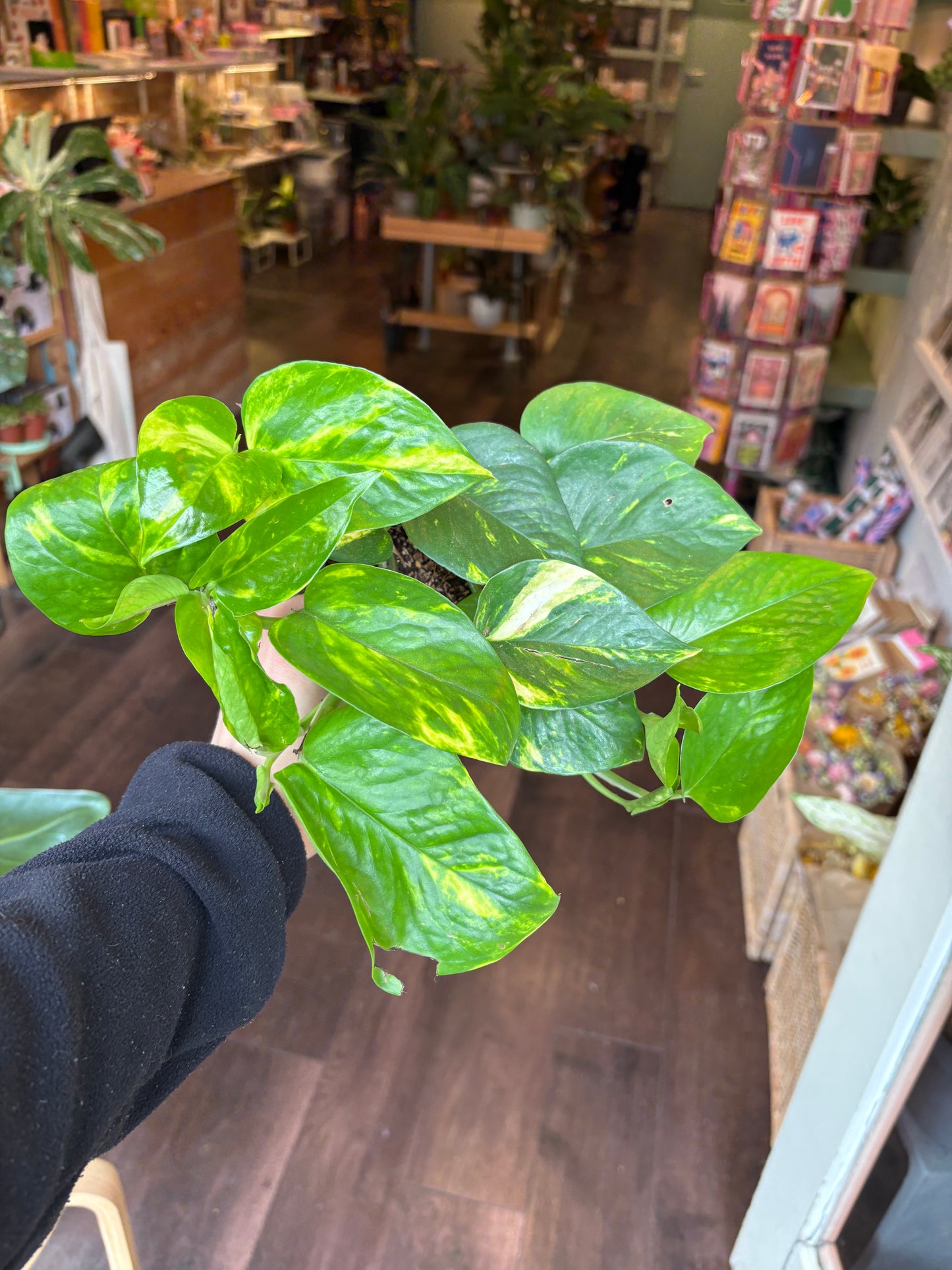 Epipremnum pinnatum Aureum | Devils Ivy