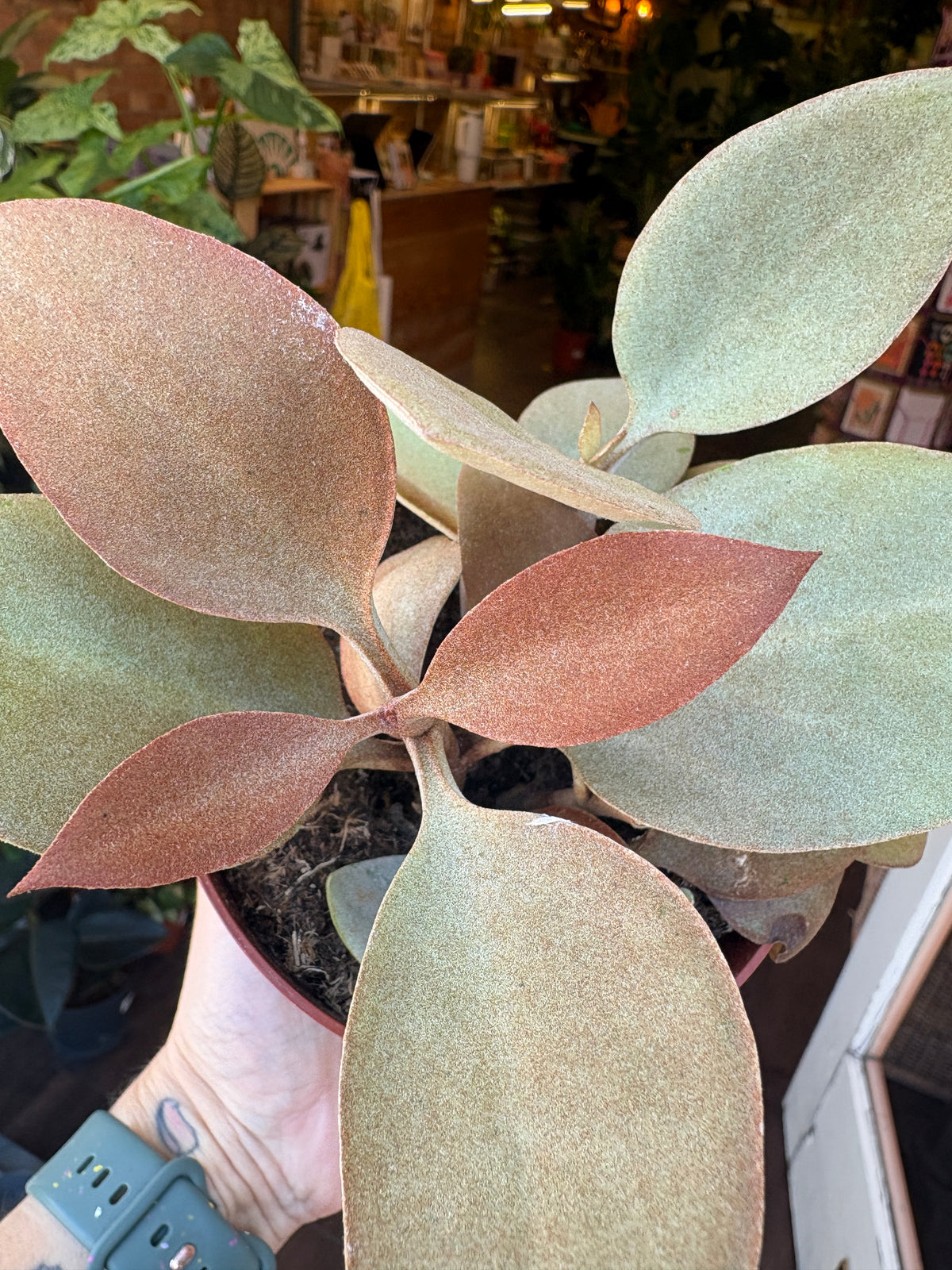 A close-up of a Kalanchoe orgyalis with broad, dusty green to muted bronze leaves, held in a hand in front of a softly blurred indoor shop background.
