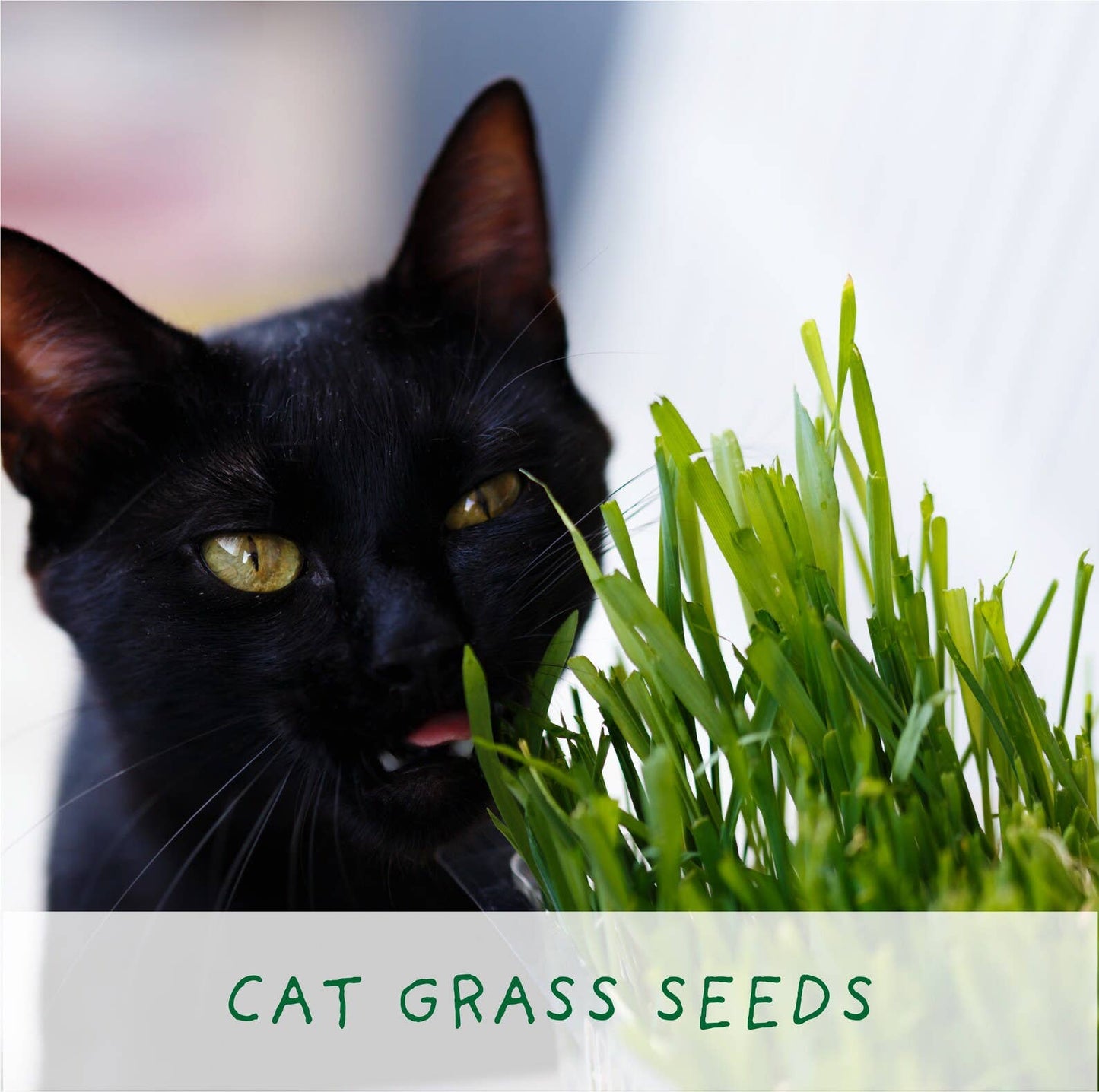 Black cat with green grass seeds text overlay