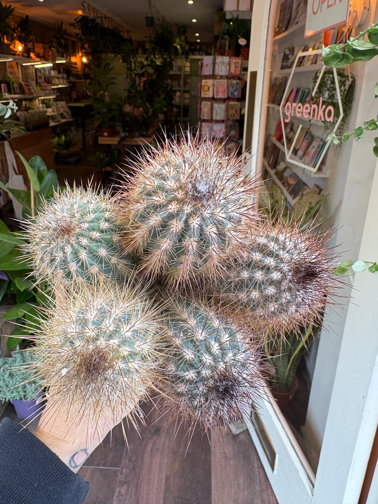 Close-up of a spiky cactus plant with a store interior in the background