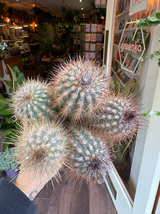 Close-up of a spiky cactus plant with a store interior in the background
