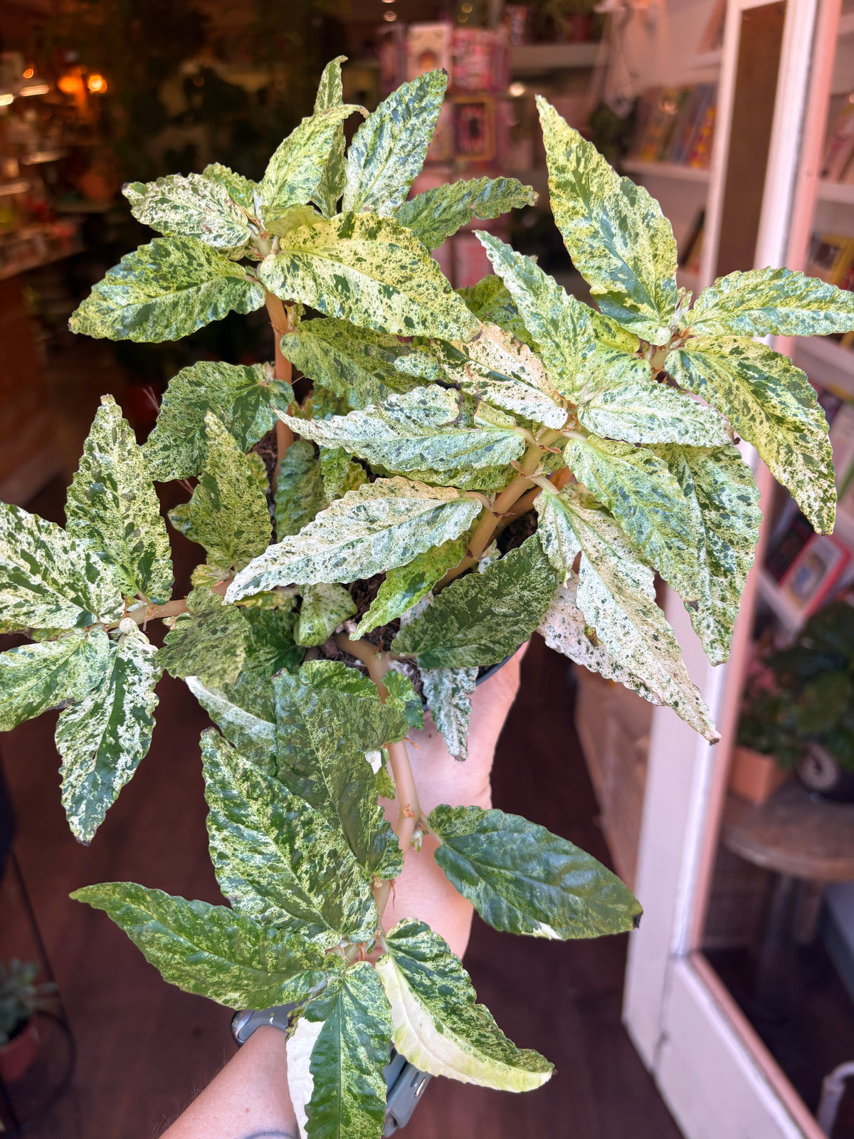Pellionia repens ‘Variegata being held by a person's hand in a shop setting.