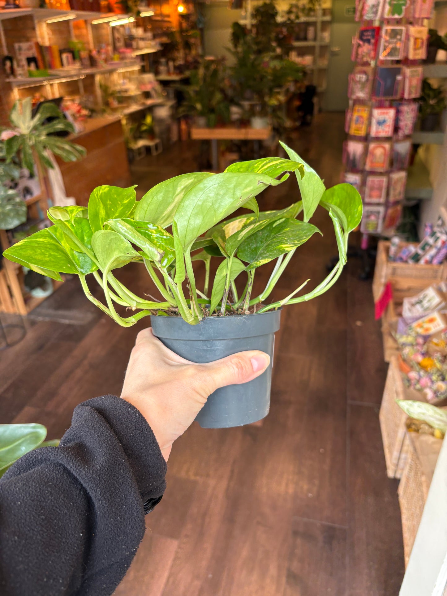 Epipremnum pinnatum Aureum | Devils Ivy