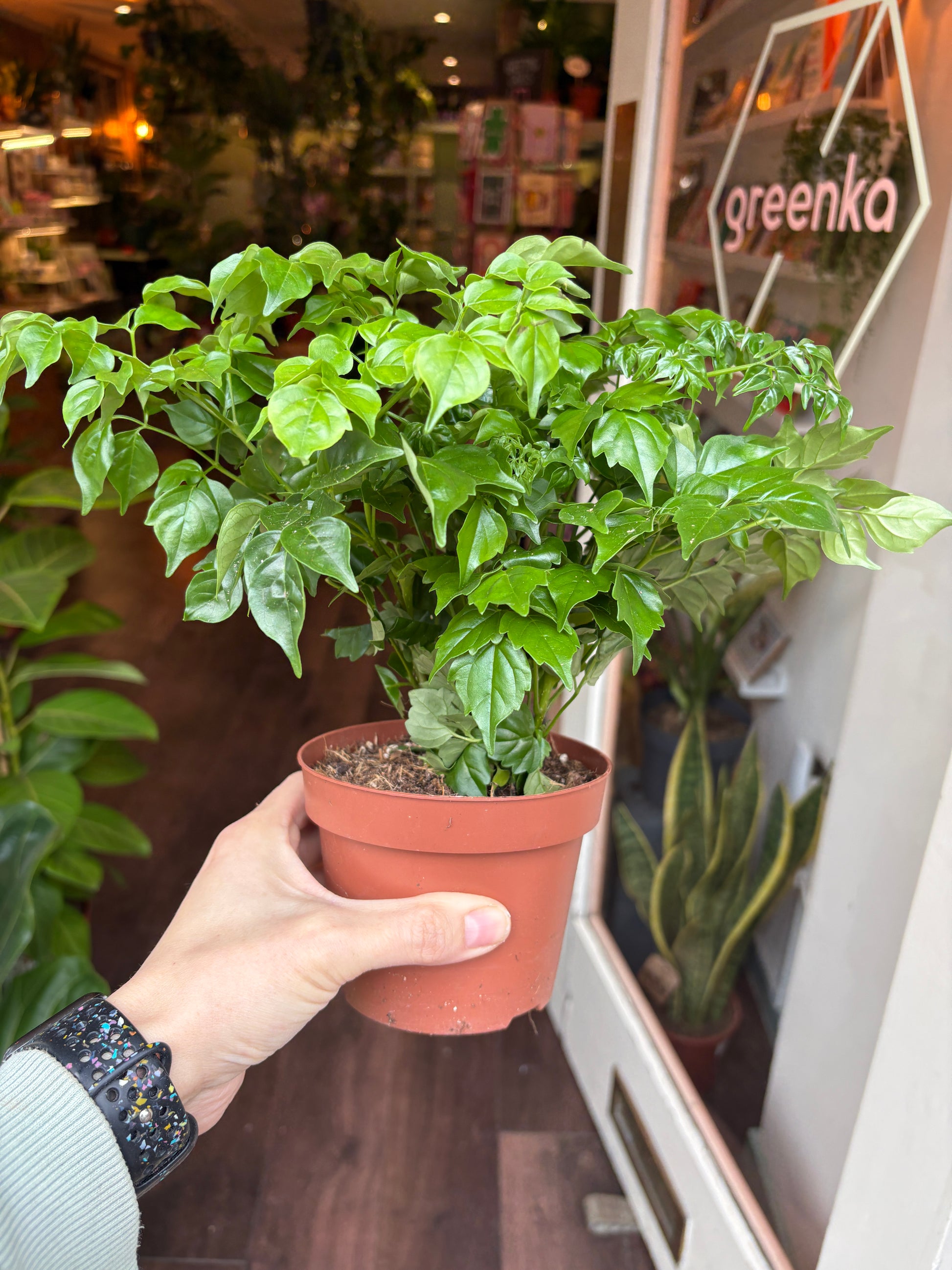 Person watering a Radermachera sinica with a pot in an indoor setting.