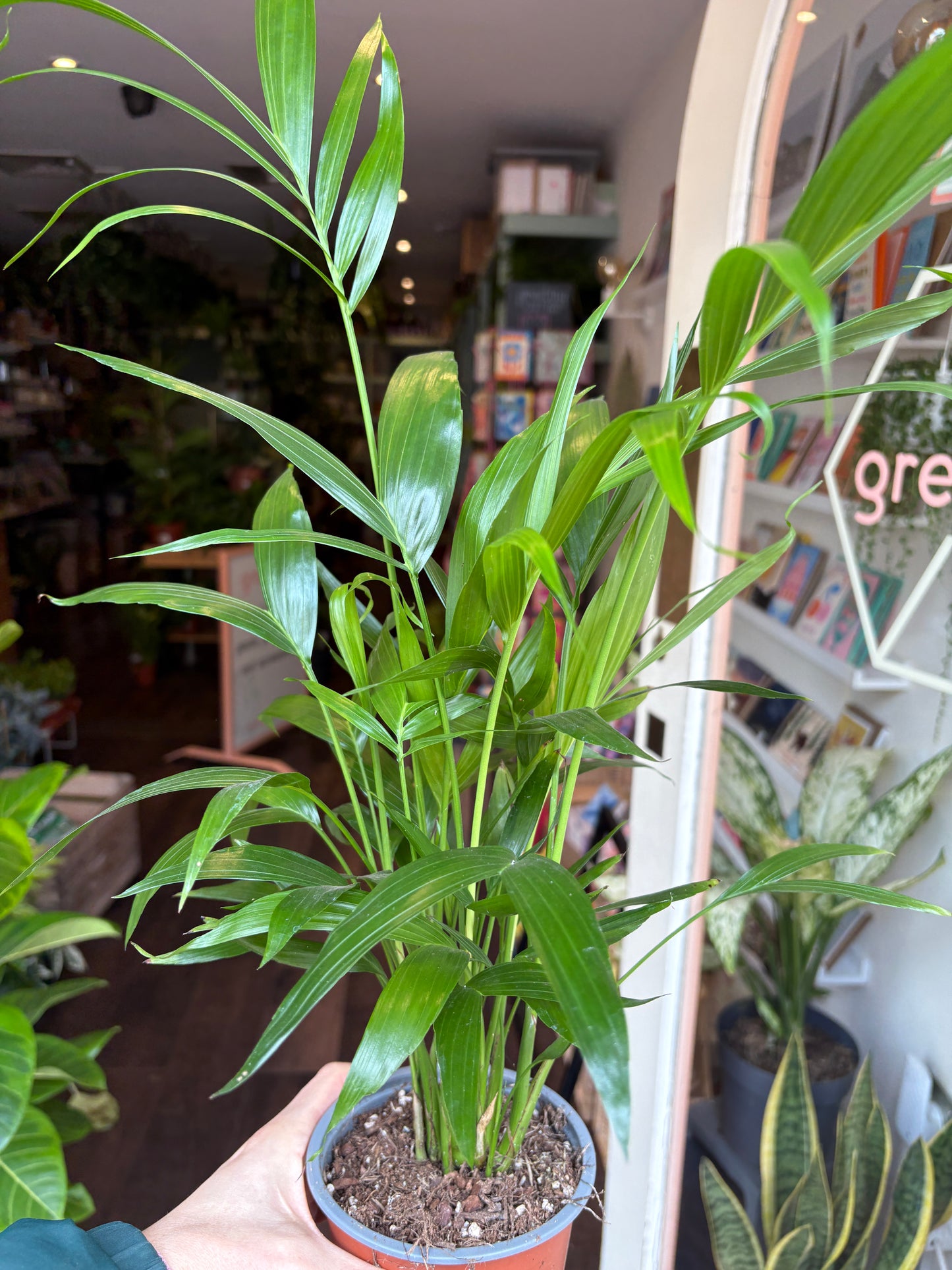 Potted plant held by a person with a blurred indoor background