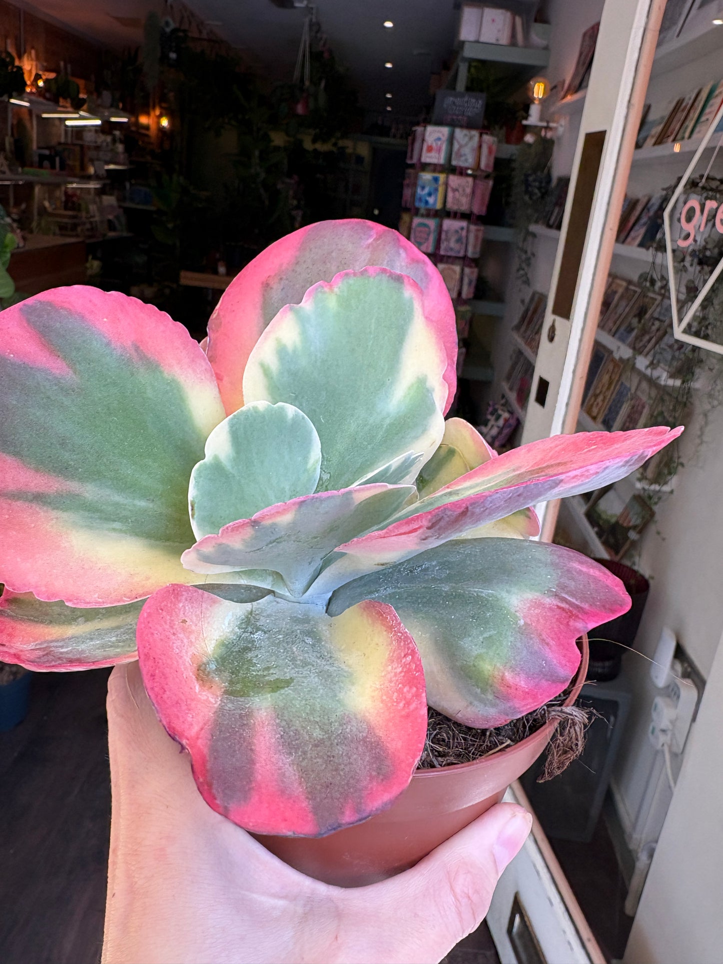 Variegated