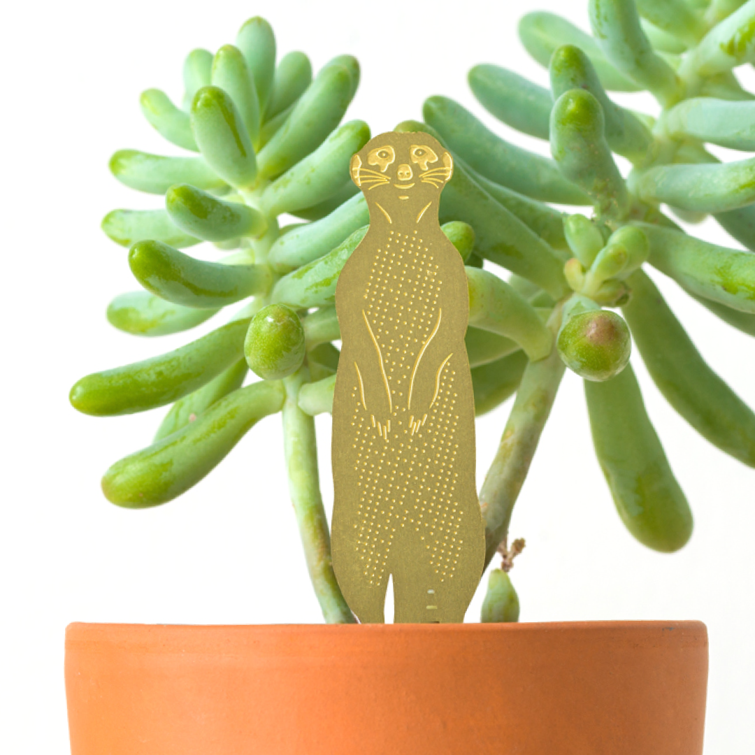 Gold metal meerkat ornament in a pot with succulents on a white background