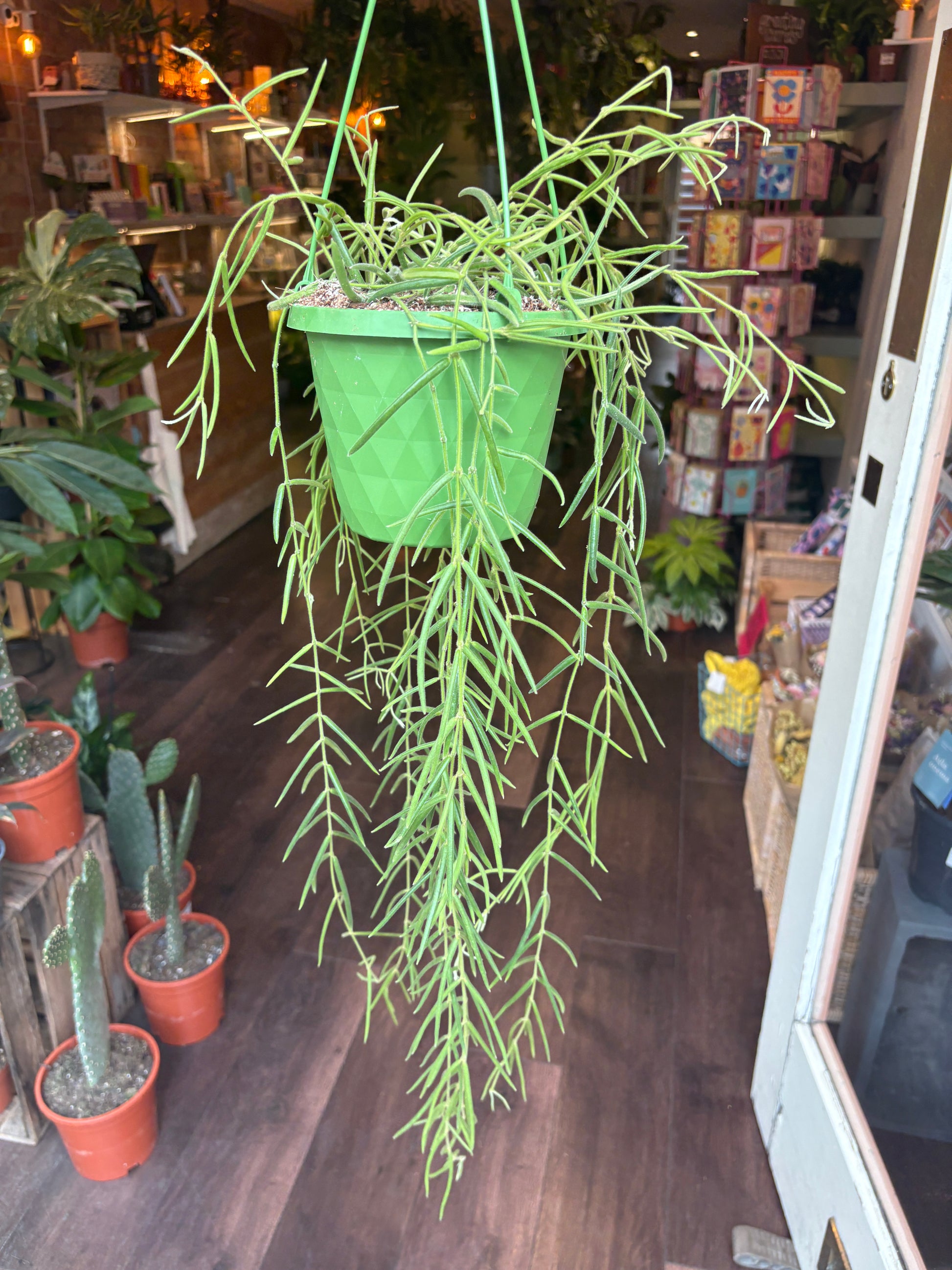 Hoya Linearis with blurred back of shop behind it