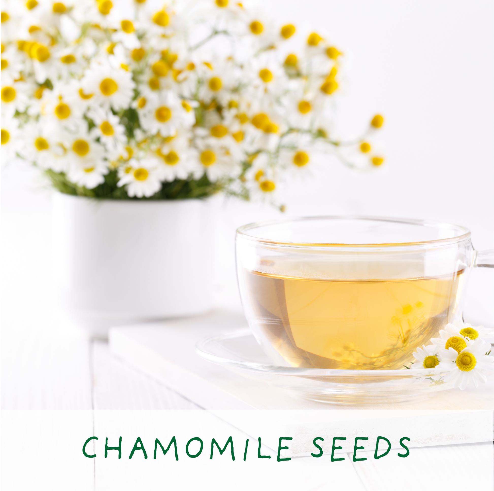 Clear glass cup of chamomile tea with fresh chamomile flowers on a white background