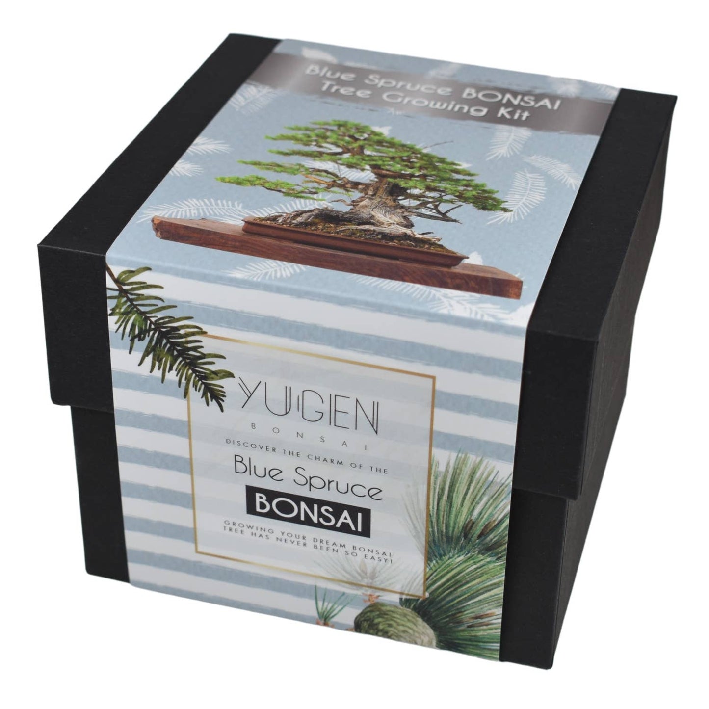 Yuigen Bonsai Blue Spruce Bonsai Tree Growing Kit packaging on a white background