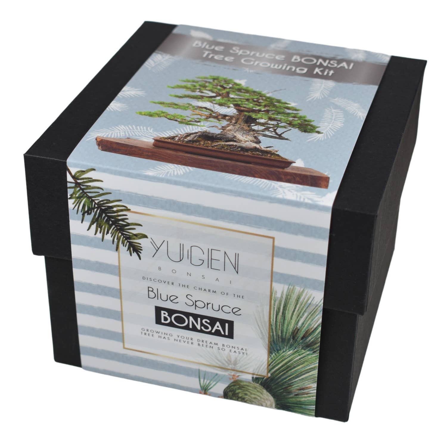Yuigen Bonsai Blue Spruce Bonsai Tree Growing Kit packaging on a white background