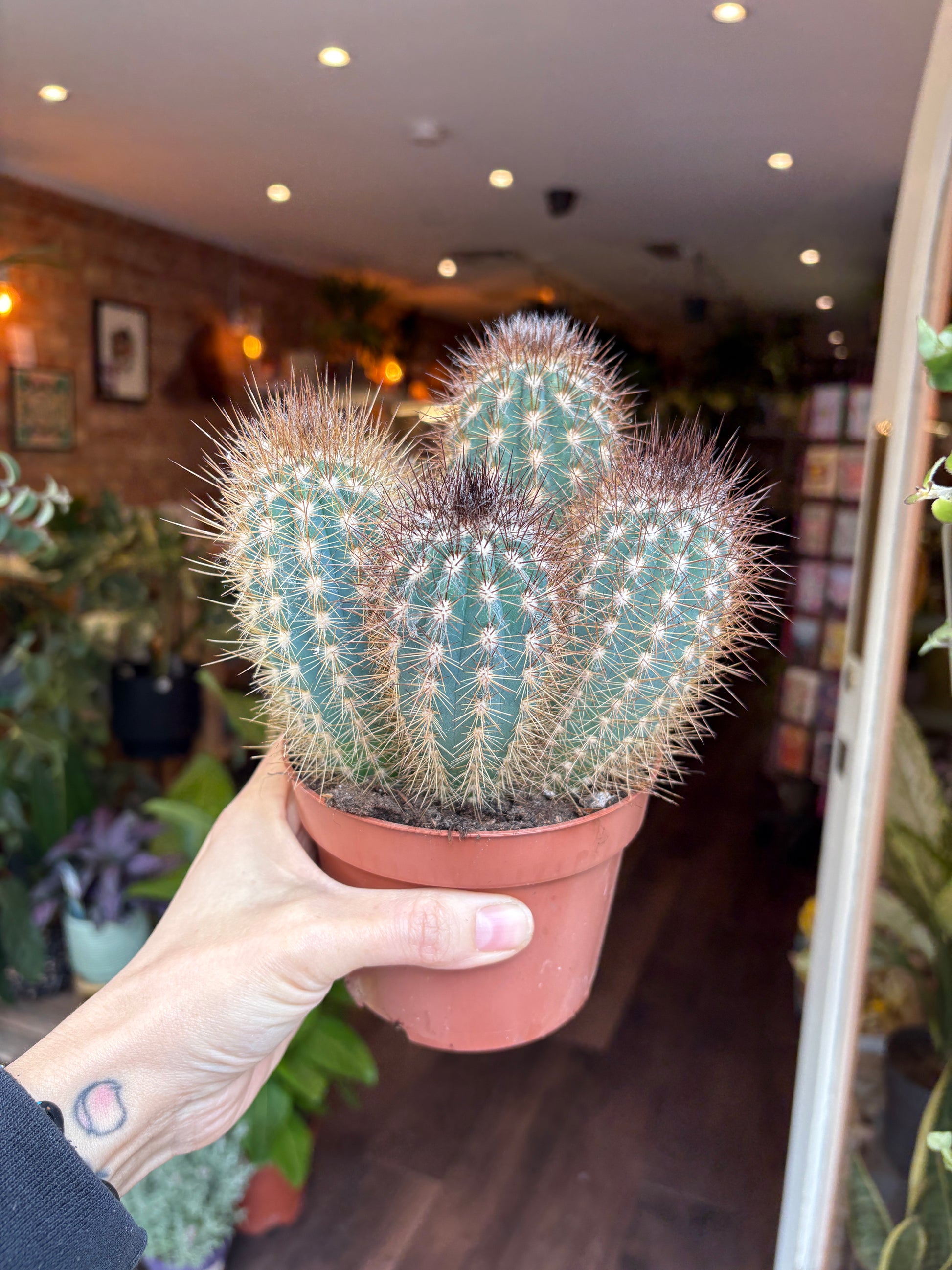 Person holding a potted cactus in a store setting