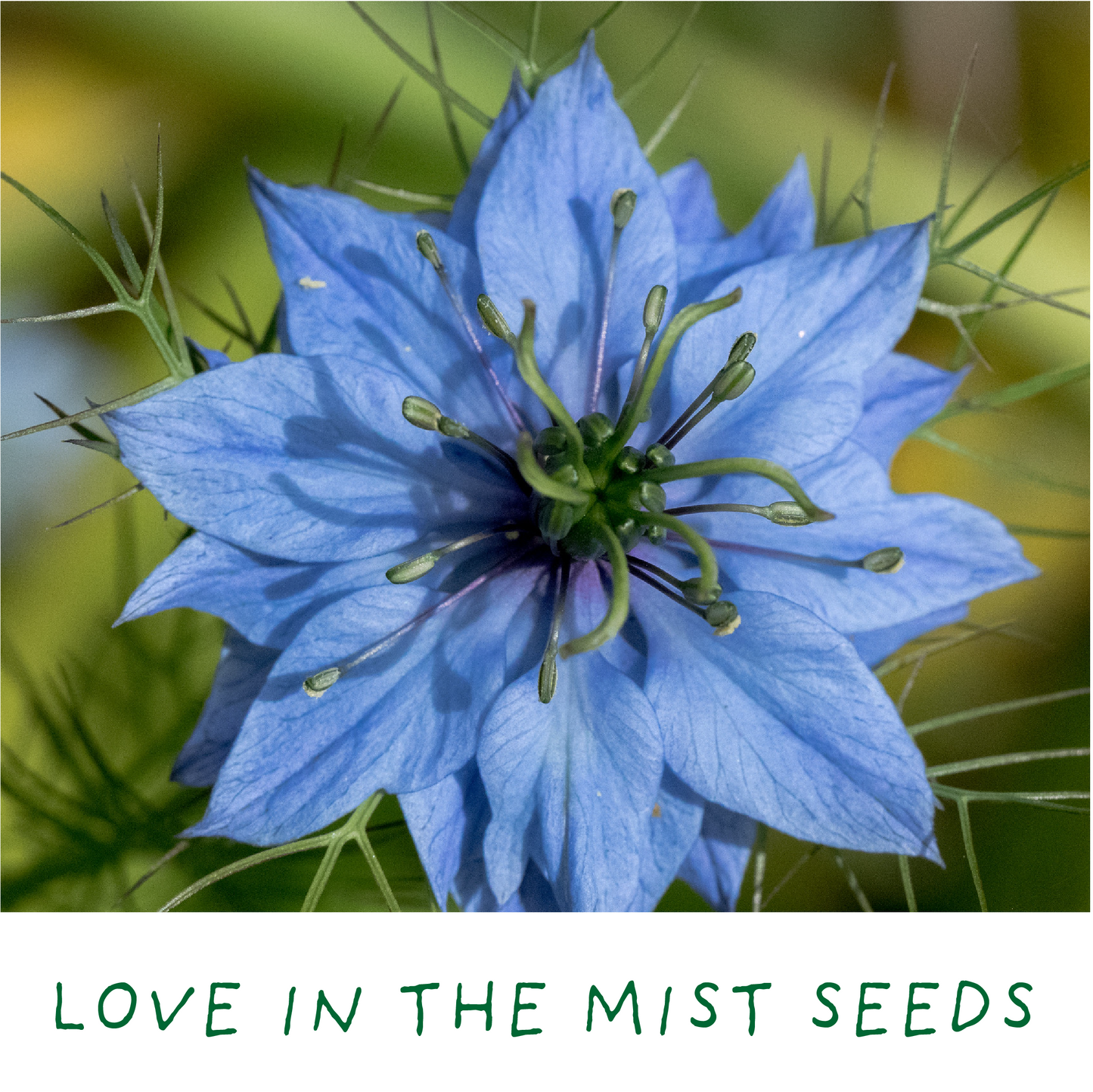 Blue flower with green center on a blurred green background, labeled 'Love in the Mist Seeds'.