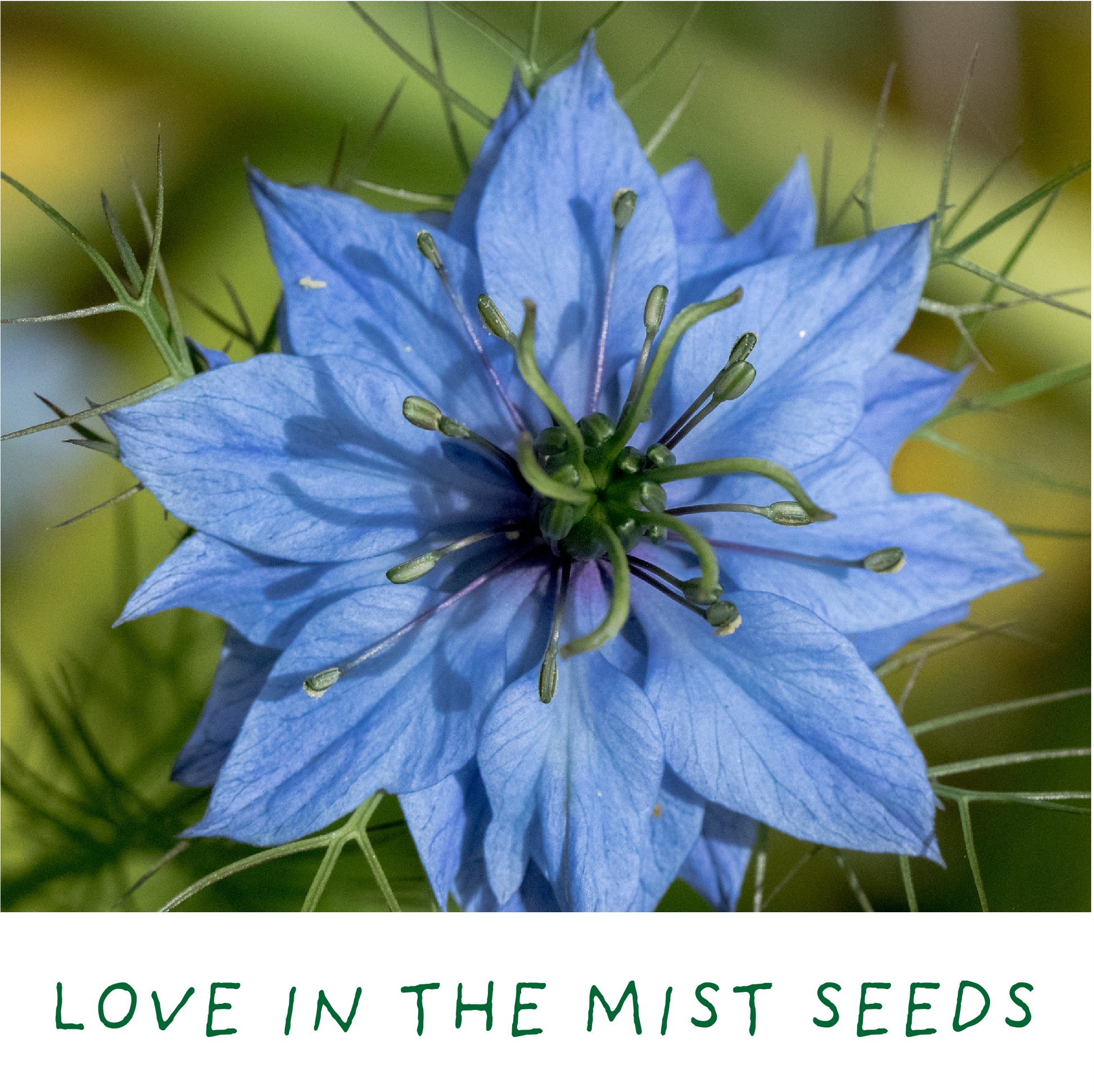 Blue flower with green center on a blurred green background, labeled 'Love in the Mist Seeds'.