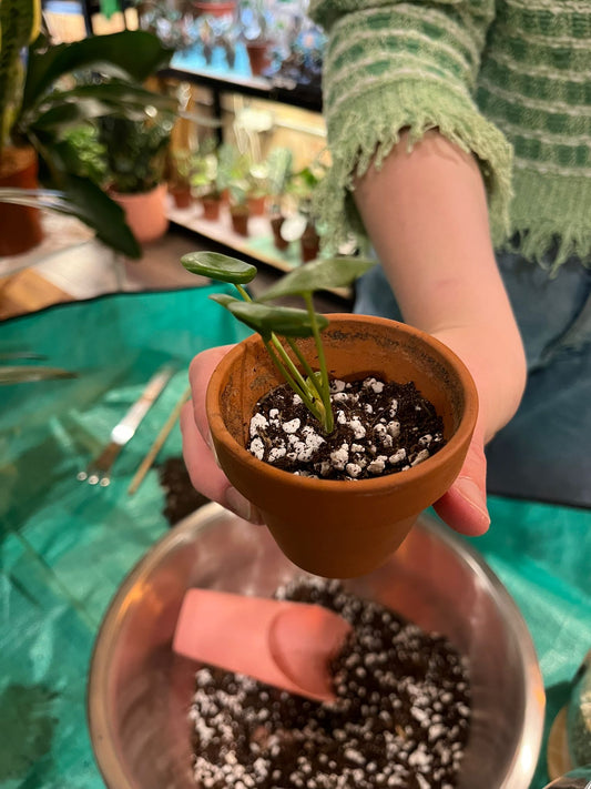 Person holding a small potted plant with a blurred indoor setting in the background