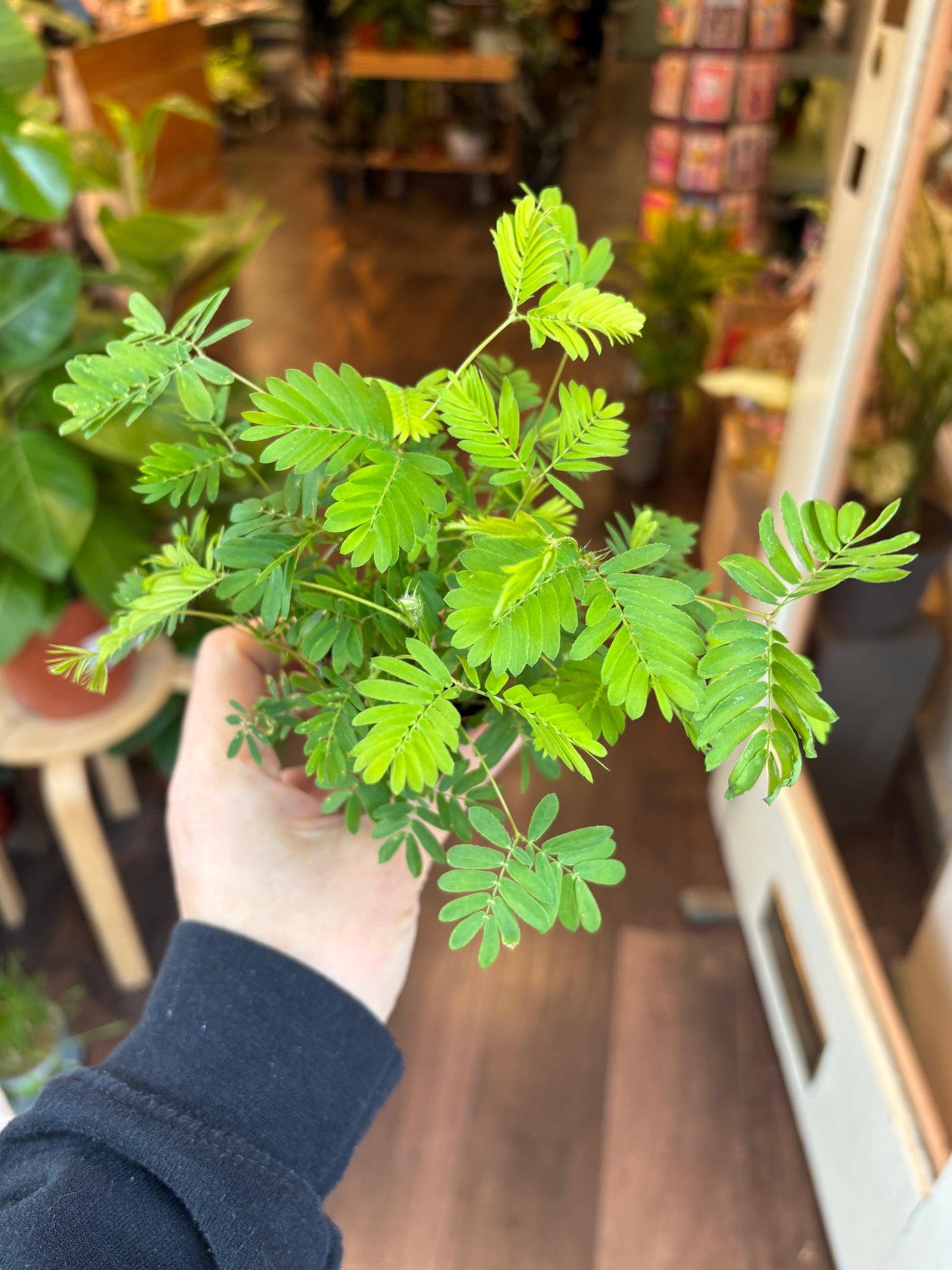 Hand holding a mimosa pudica plant in an indoor setting