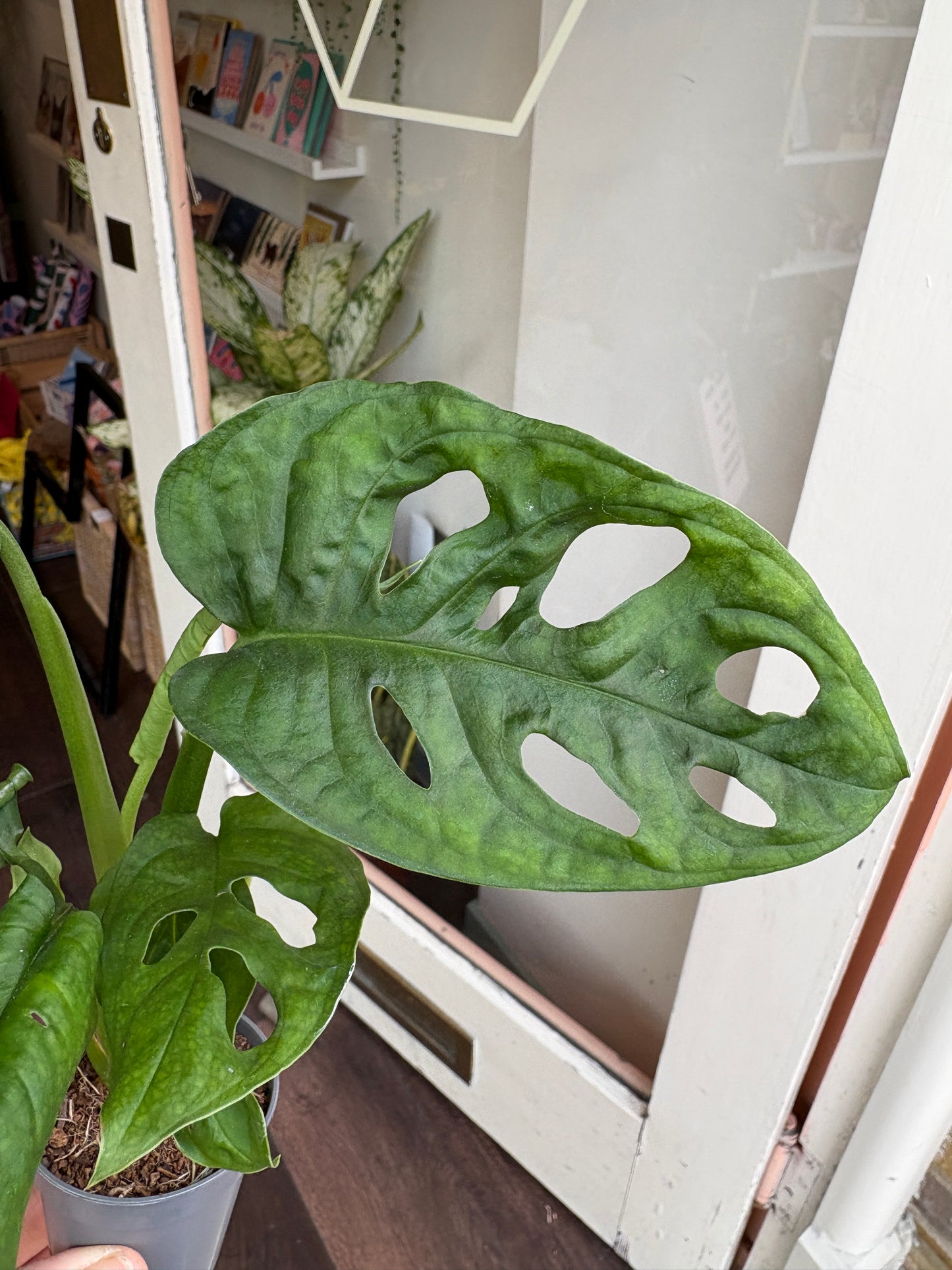 monstera adansonii 