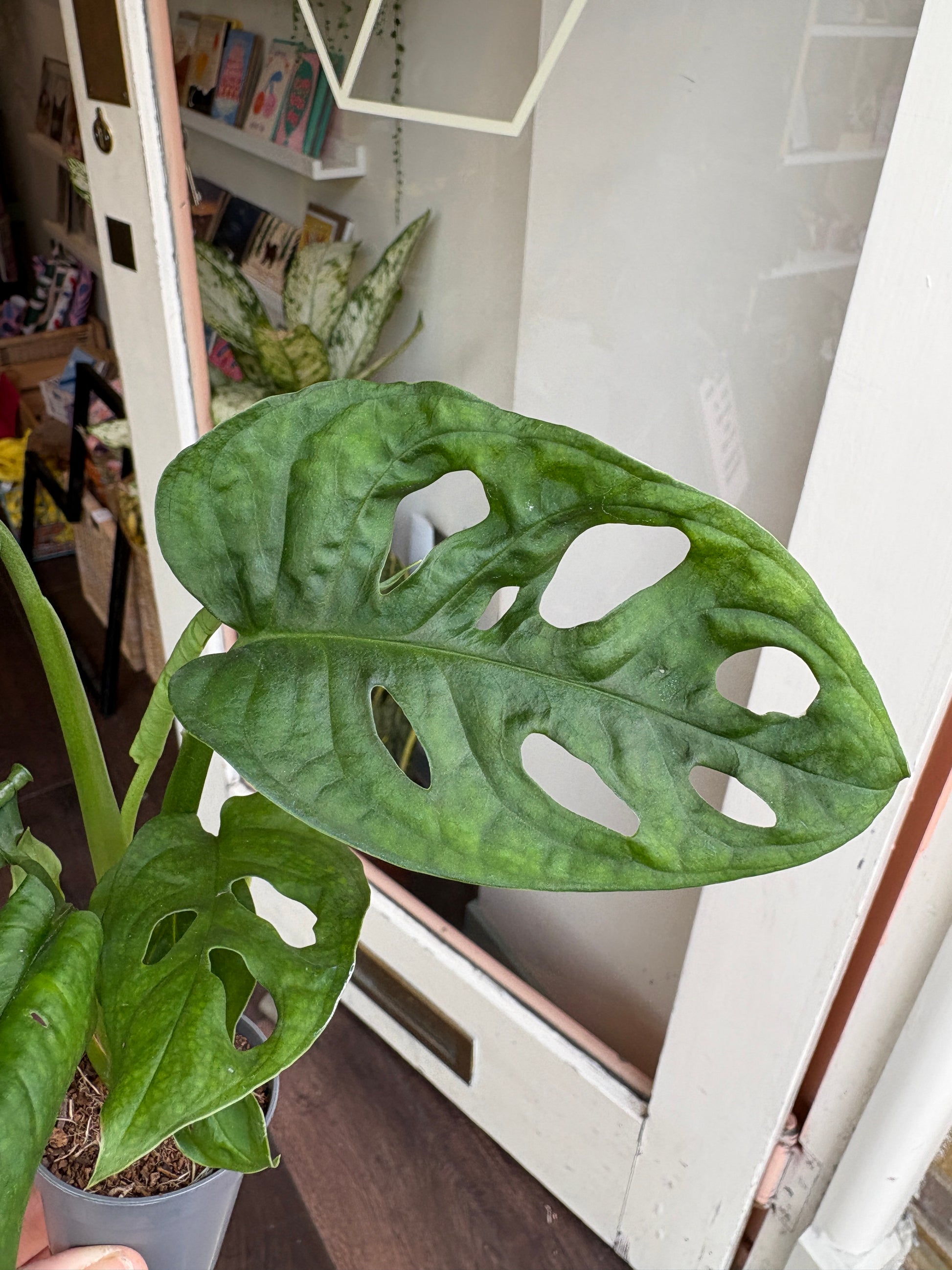 monstera adansonii 