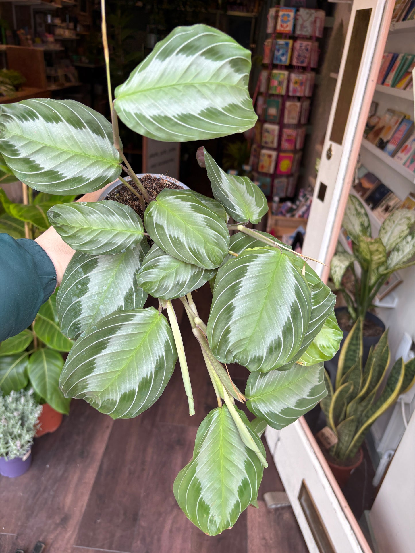 maranta plant in a store setting with shelves and products in the background