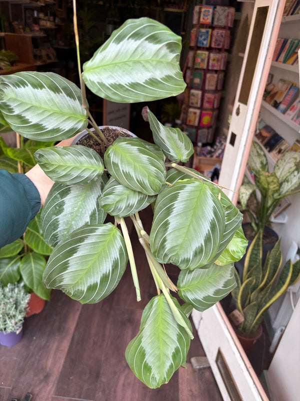 maranta plant in a store setting with shelves and products in the background