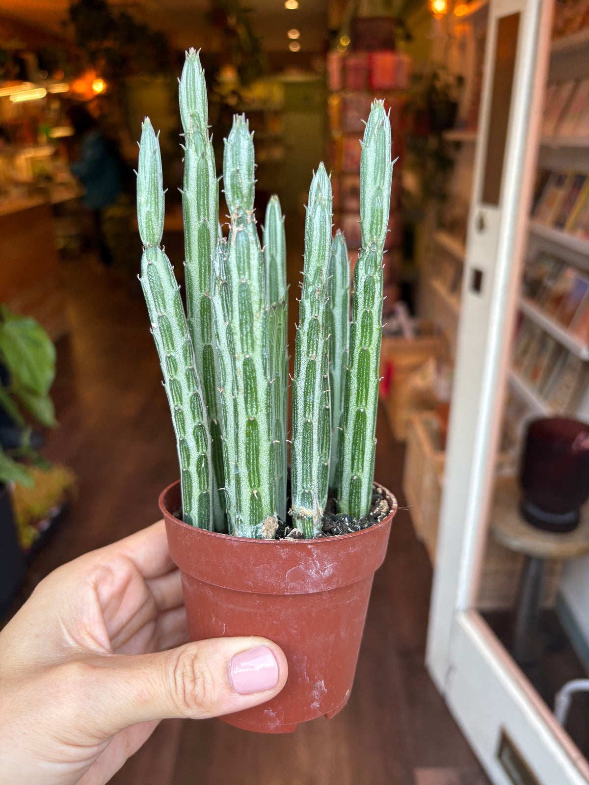 A small Senecio stapeliiformis  held in a person's hand, with a blurred indoor shop or library background featuring bookshelves and warm lighting.