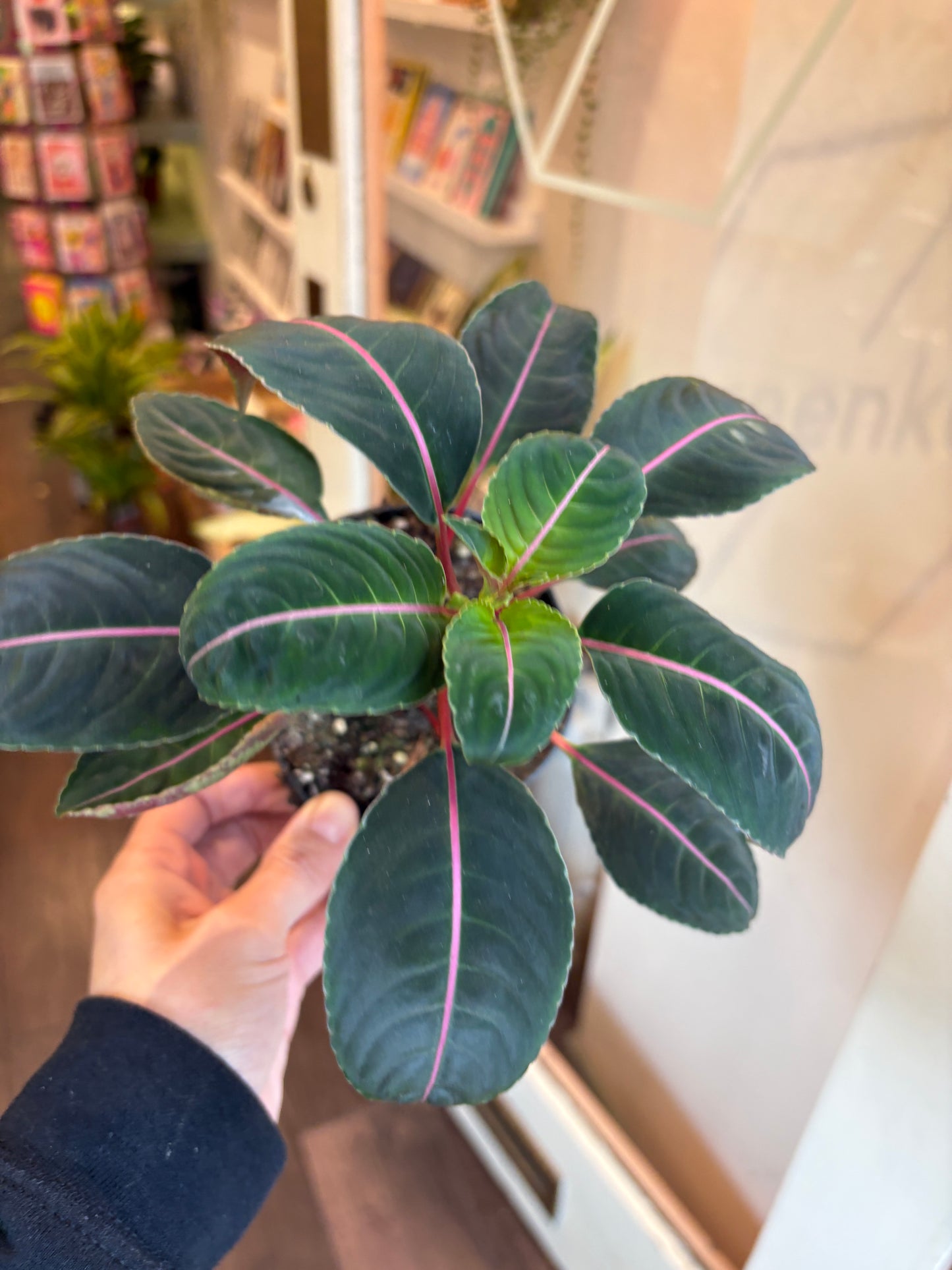 Impatiens morsei Velvetea