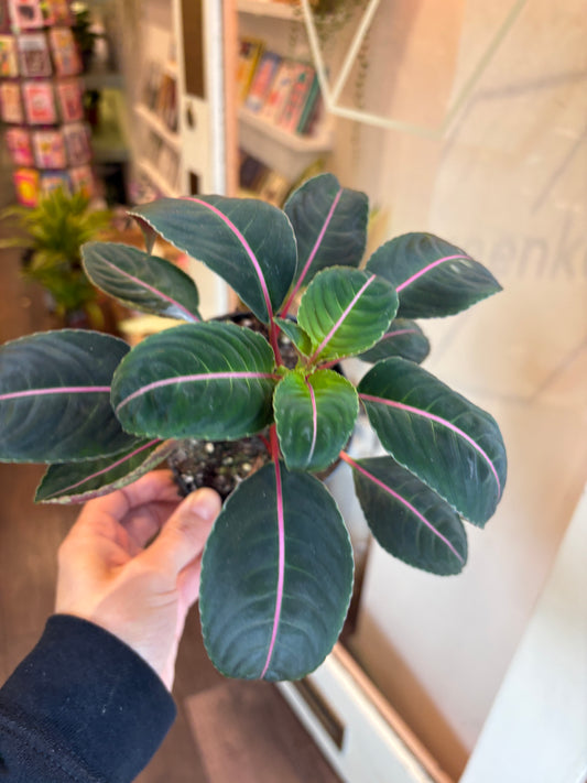 Impatiens morsei Velvetea
