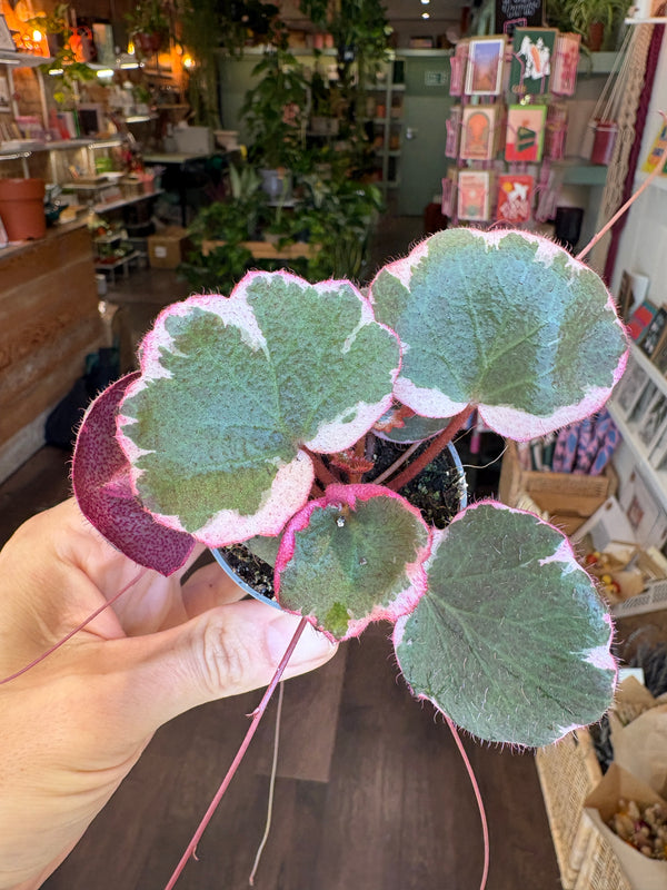 A hand holding a potted Saxifraga Cuneifolia Variegata with green, pink, and white variegated leaves in a shop setting.