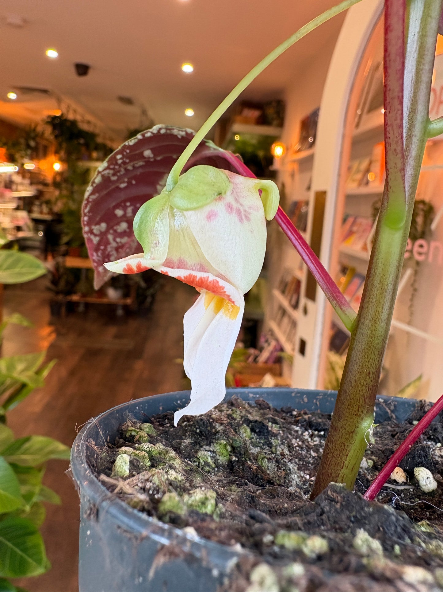 Impatiens morsei Velvetea