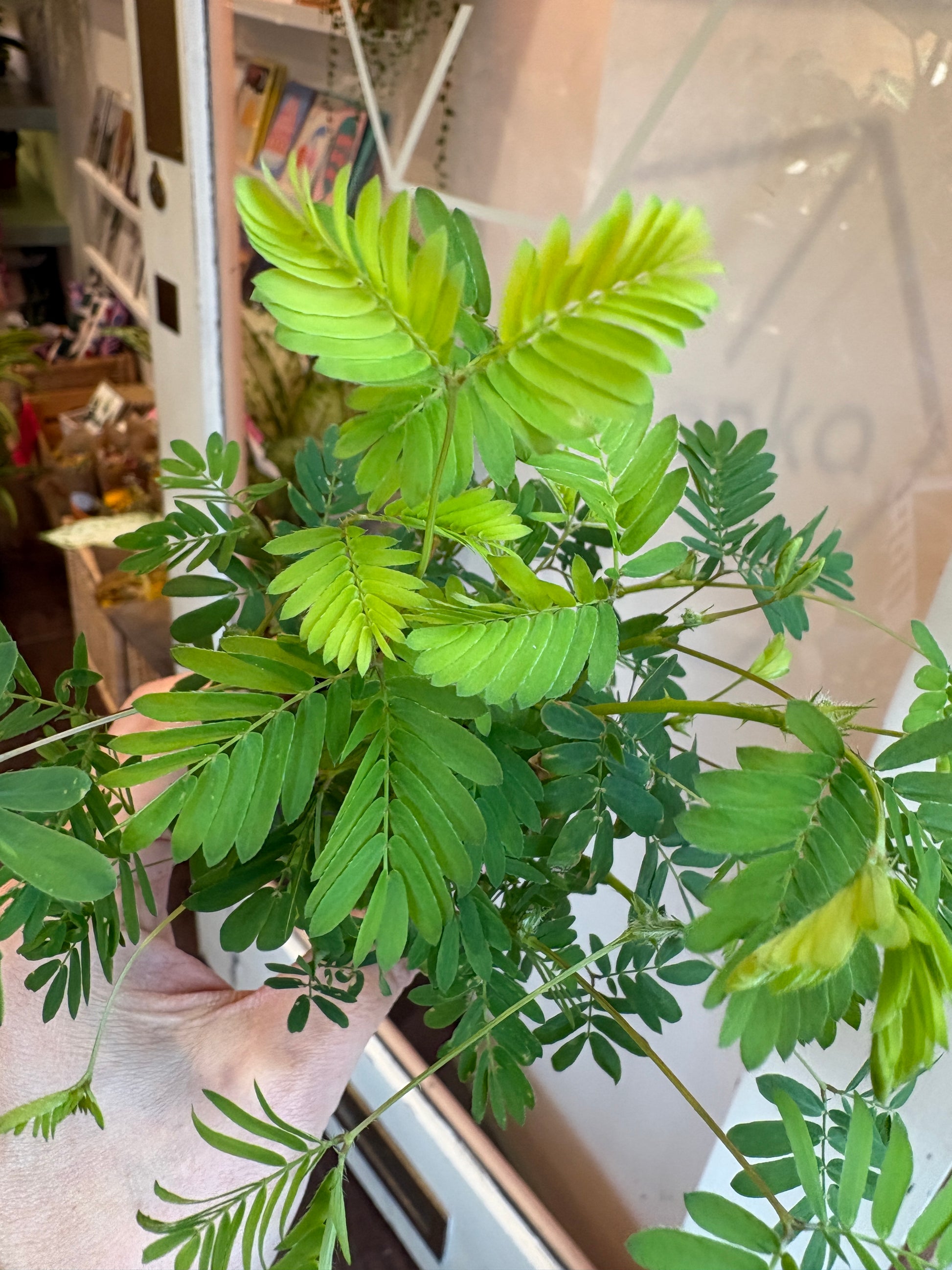 Mimoma pudica with a blurred indoor background