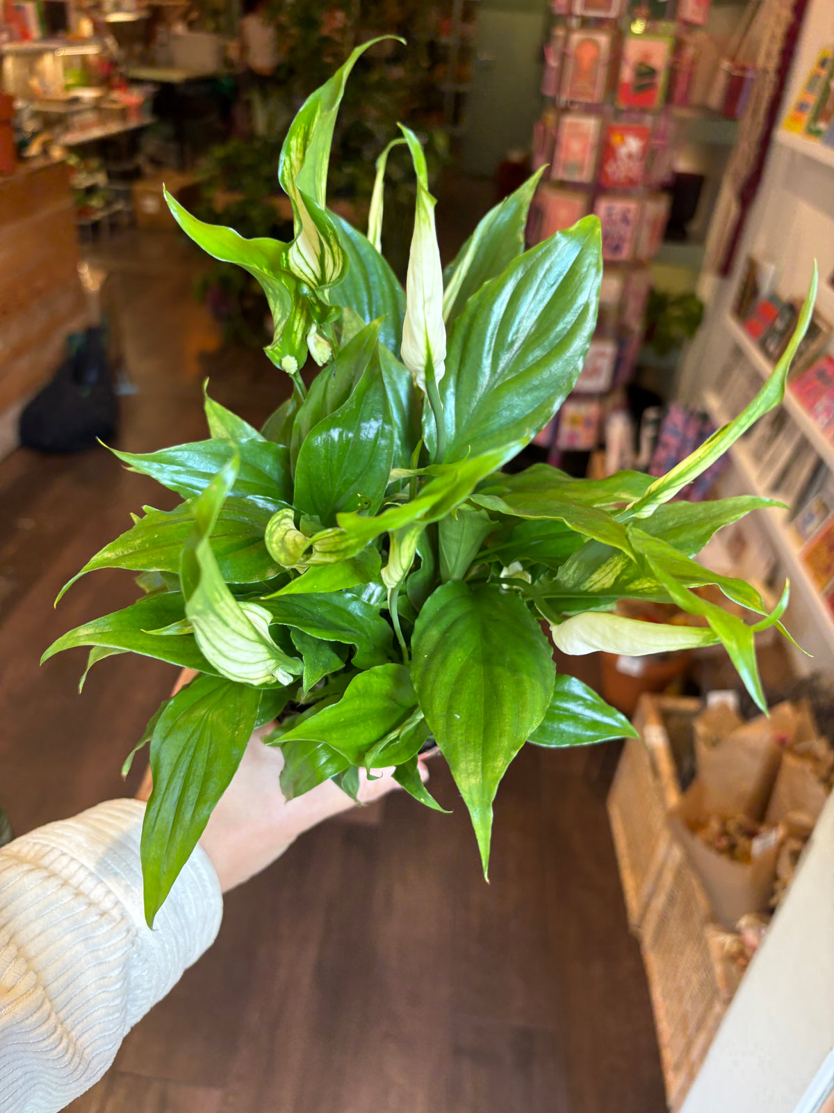 A person holding a potted green plant with glossy, broad leaves and several white flower buds in a shop setting.
