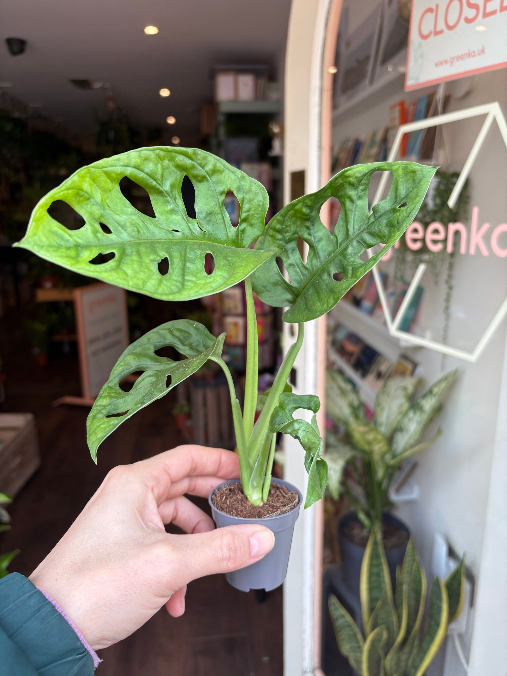 monstera adansonii plant with a blurred indoor setting in the background